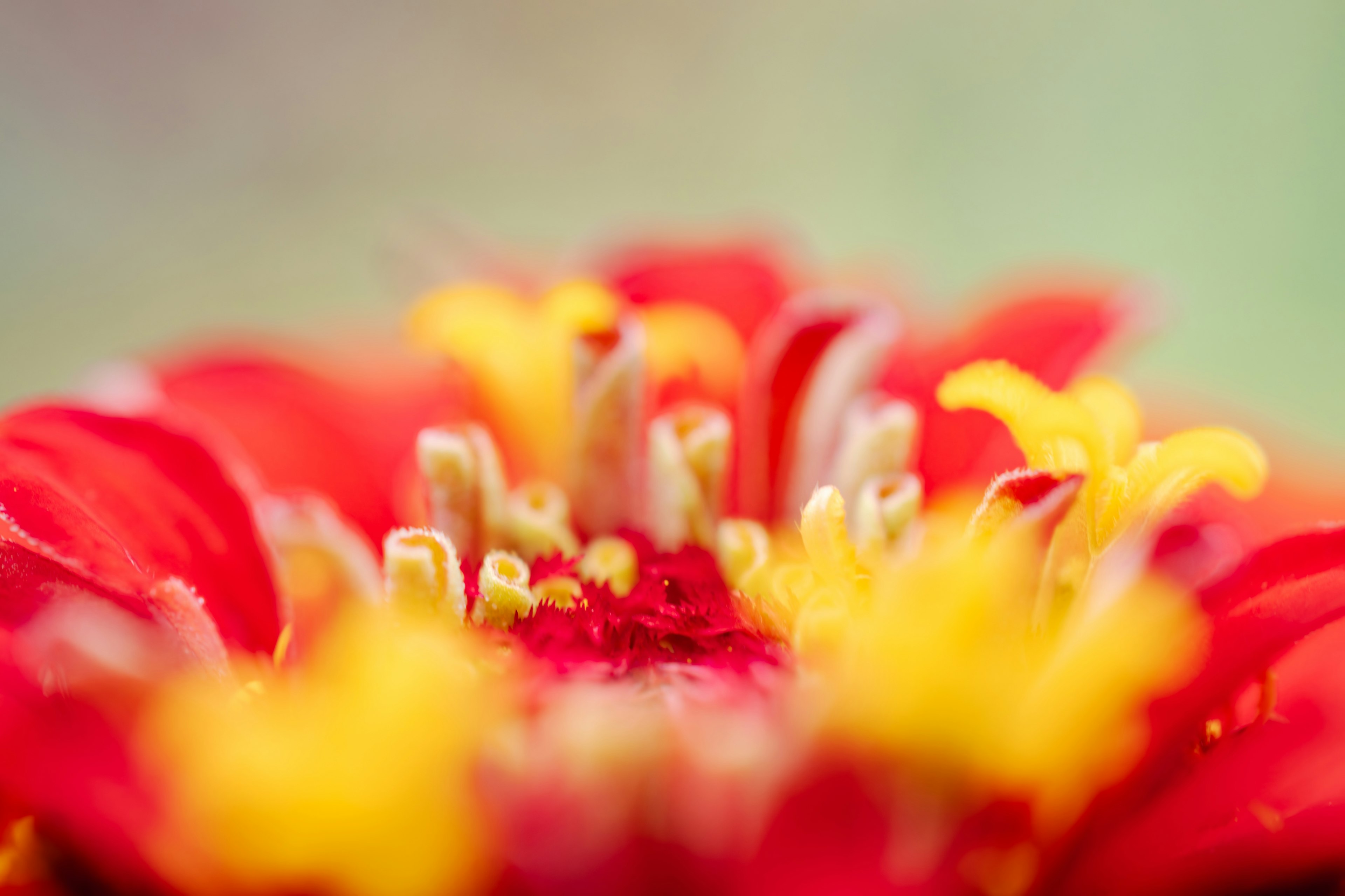 鮮やかな赤と黄色の花の中心部のクローズアップ