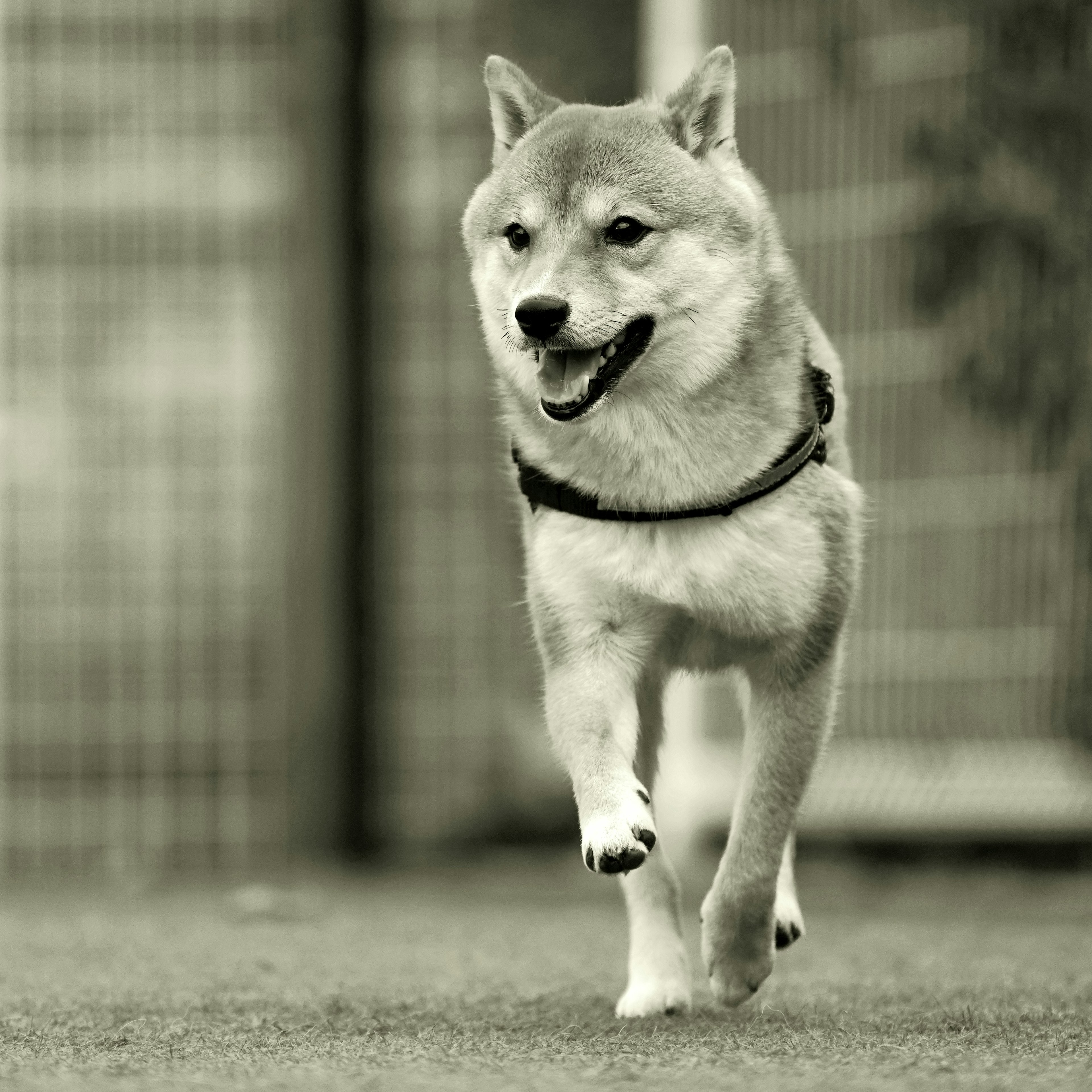 A black and white image of a Shiba Inu walking