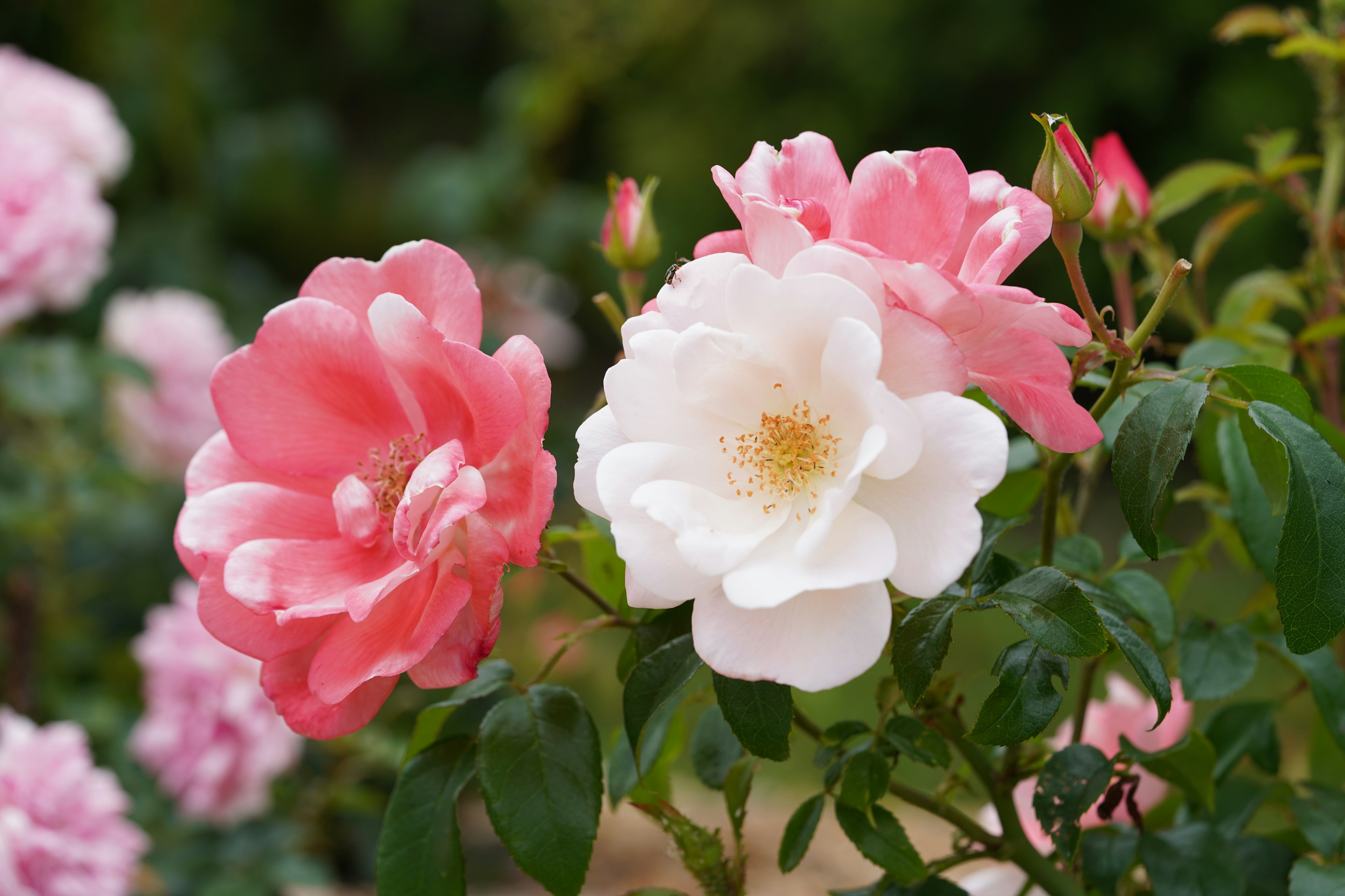 Eine Gartenszene mit blühenden rosa und weißen Rosen