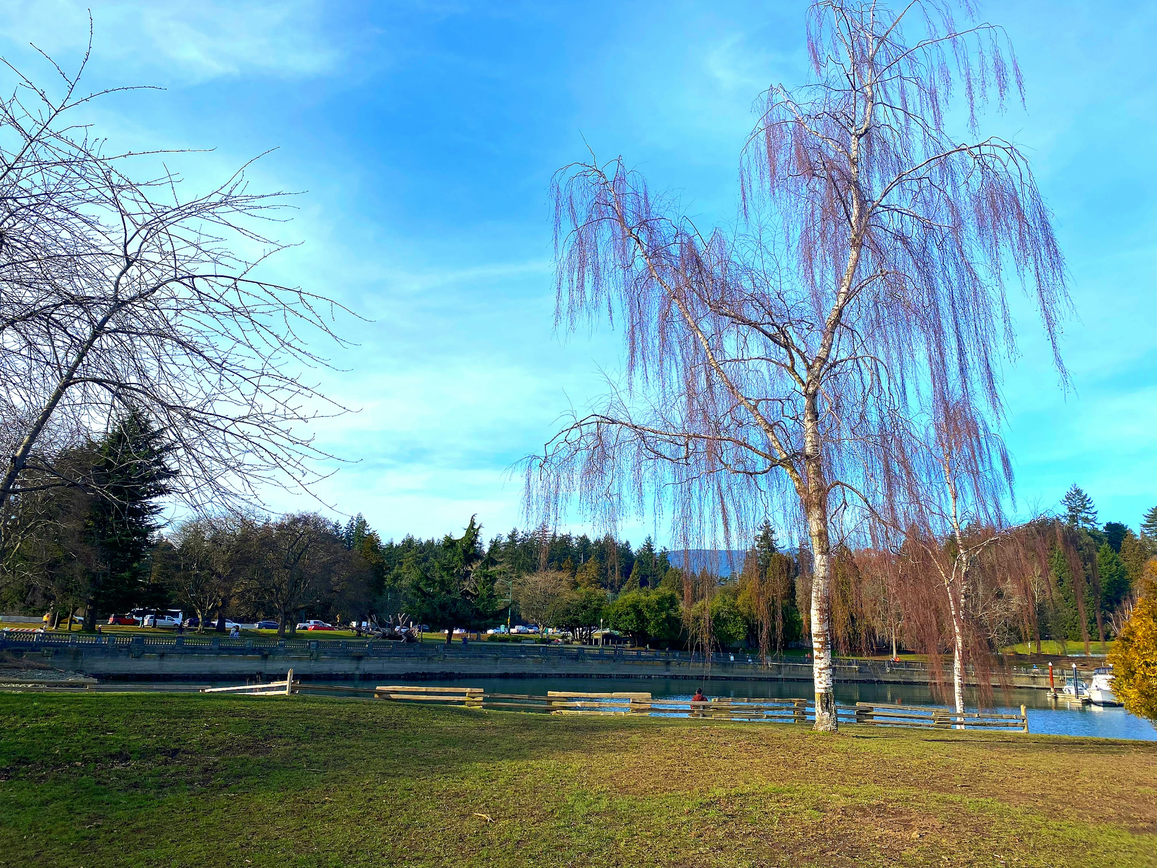 Landschaft mit einer weißen Birke am Ufer eines Sees unter blauem Himmel