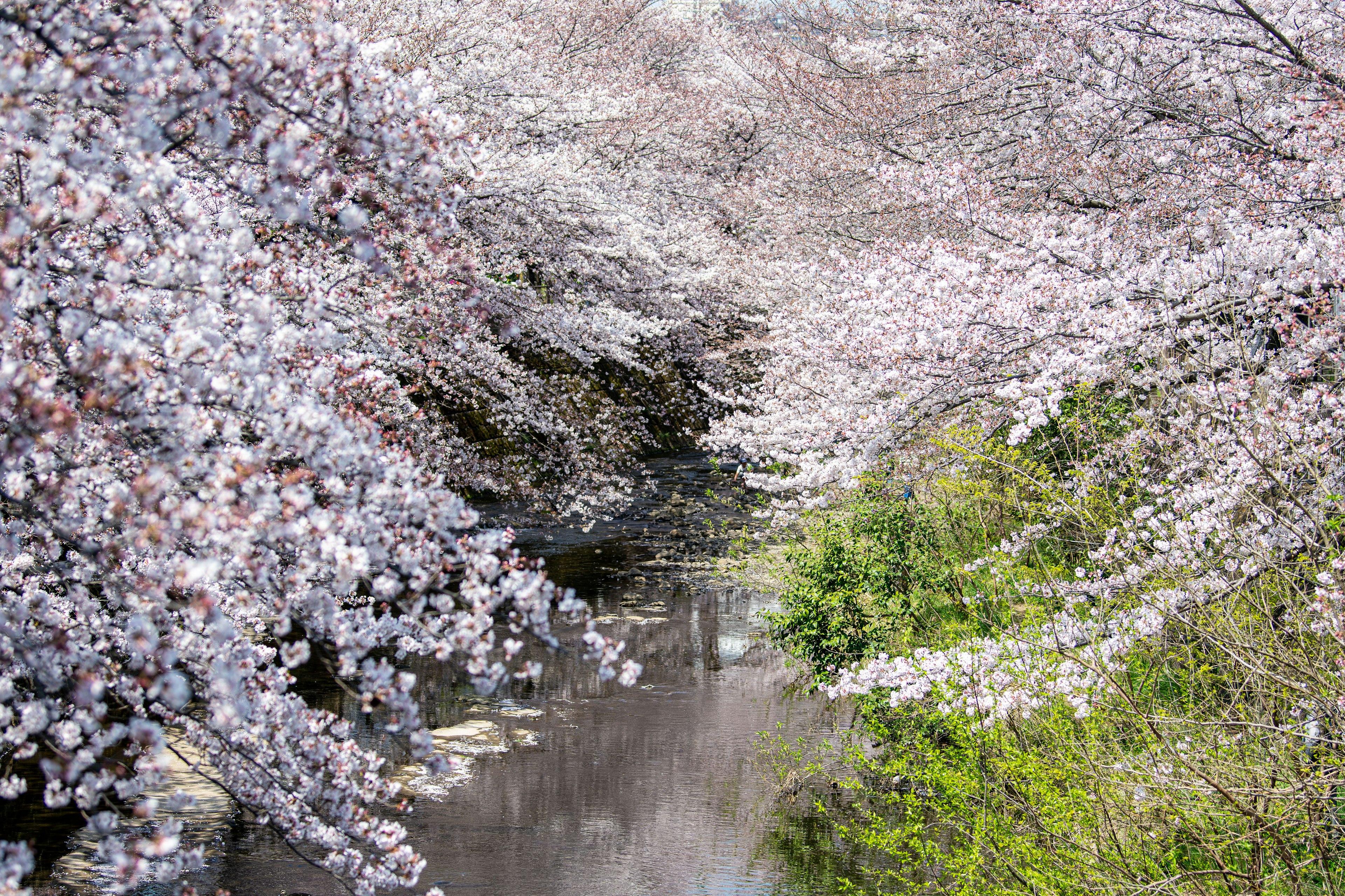 樱花树成排的宁静河流风景