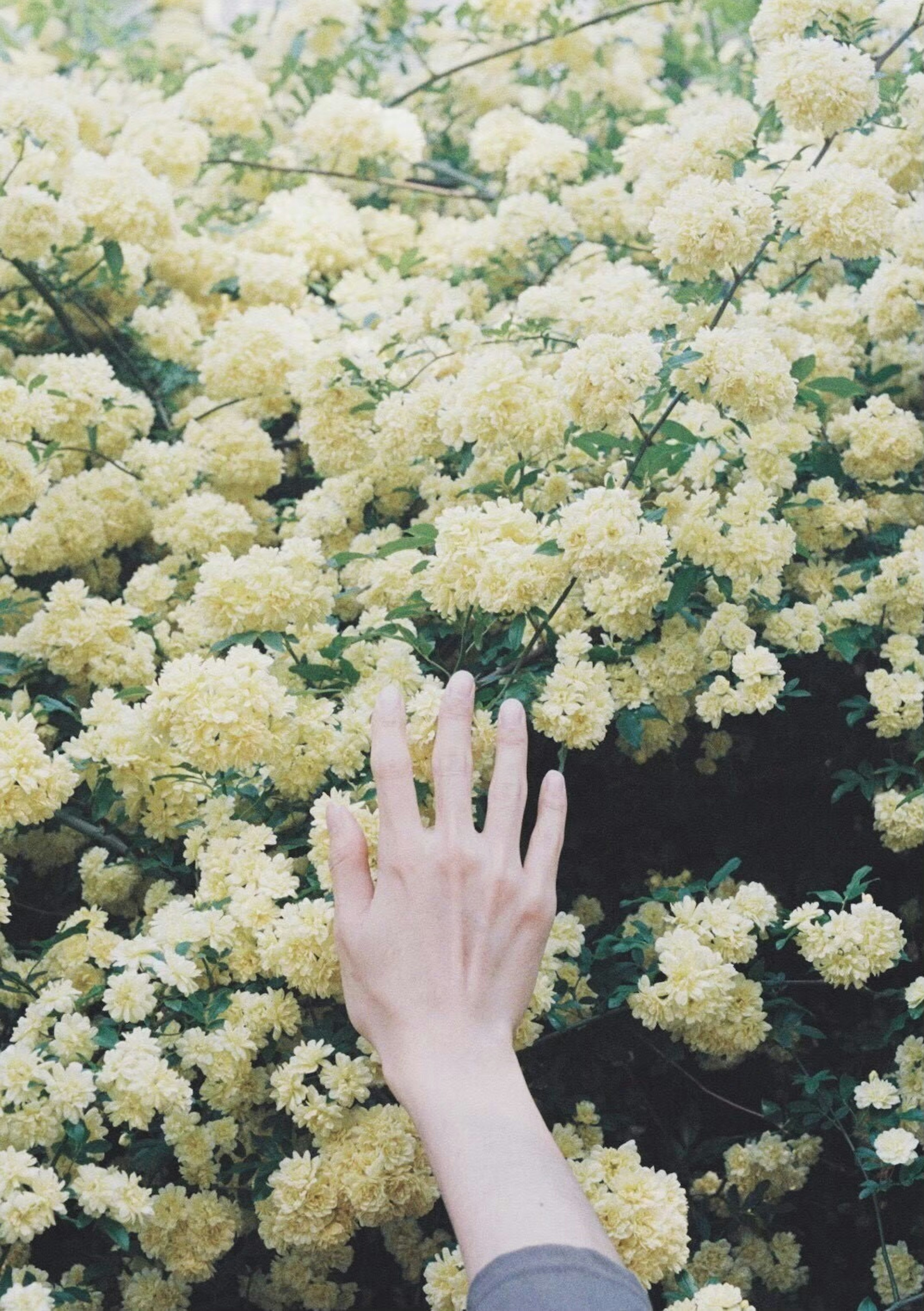 Mano alcanzando flores amarillas