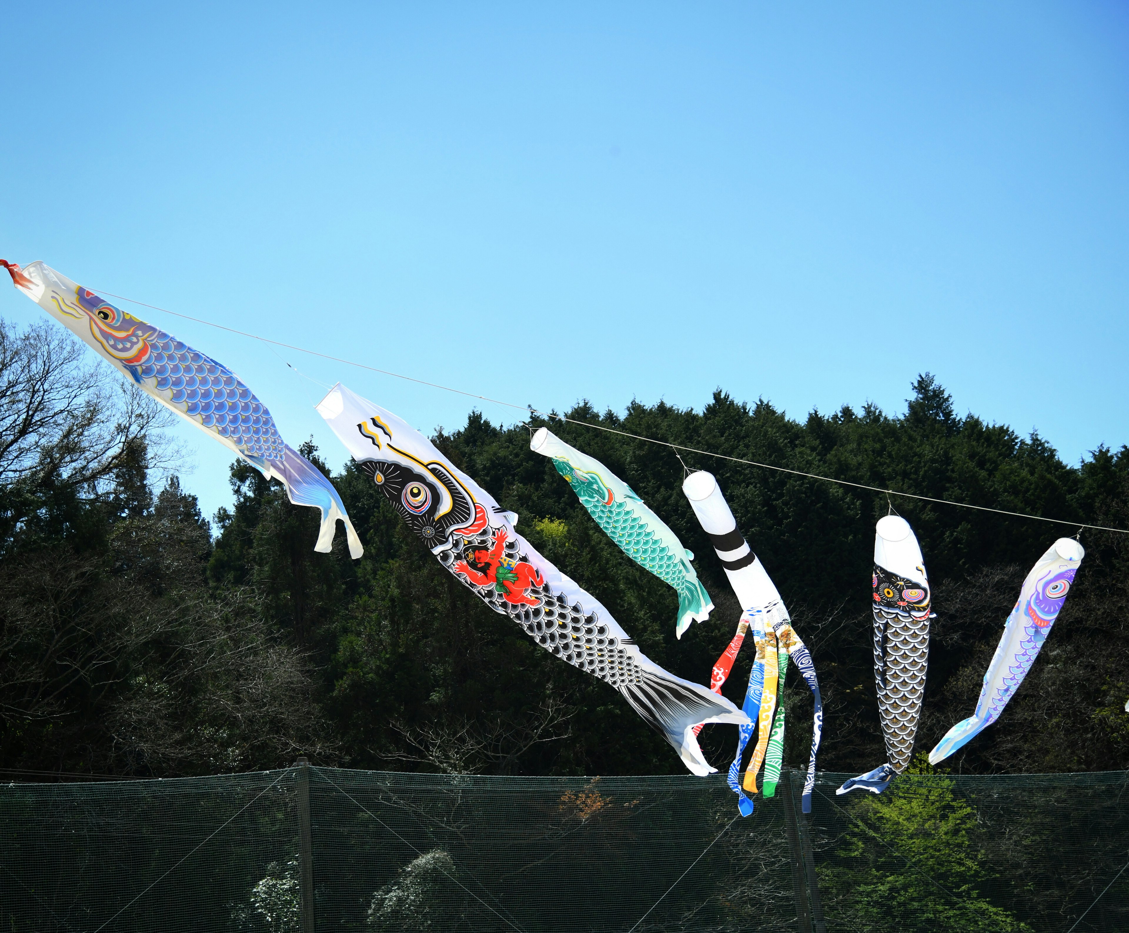 A row of colorful koi flags flying under a blue sky