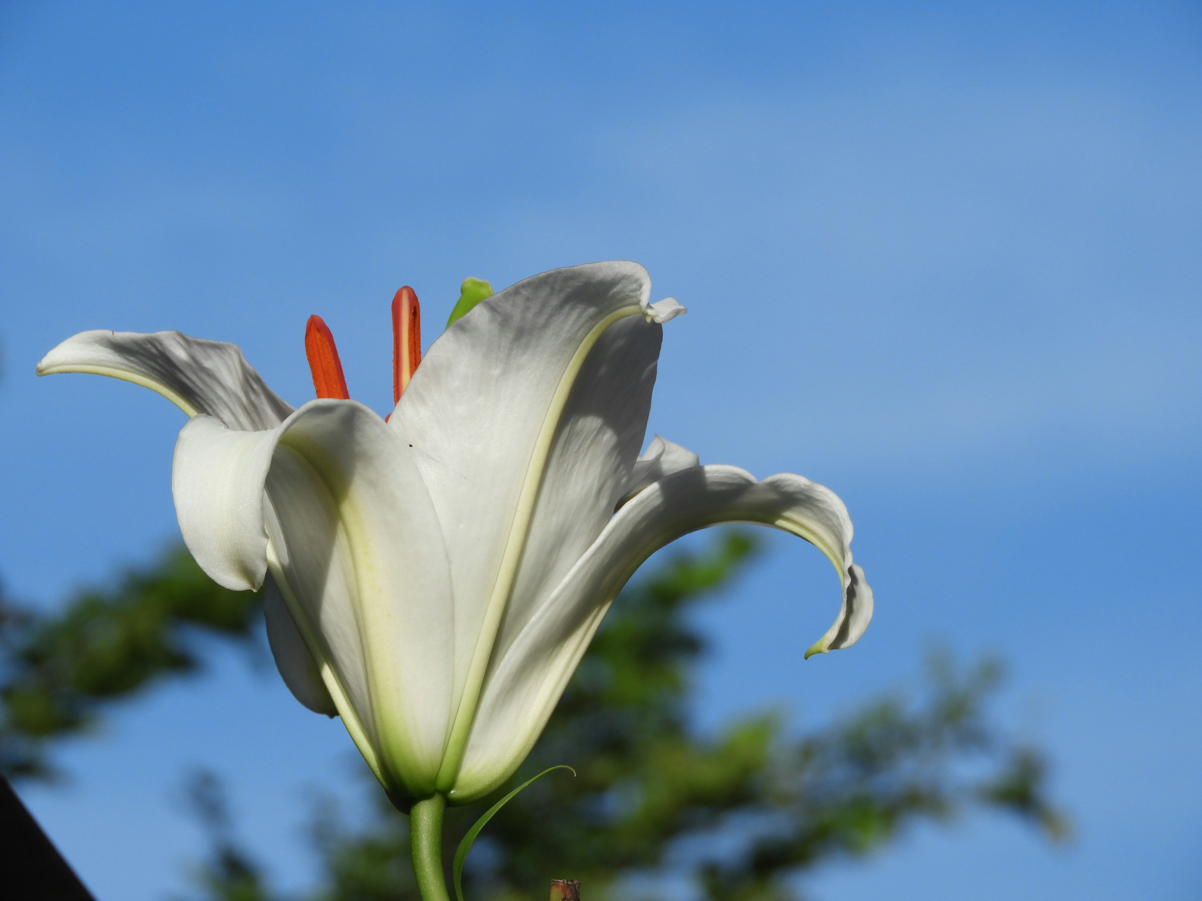 Flor de lirio blanco con estambres naranjas contra un cielo azul