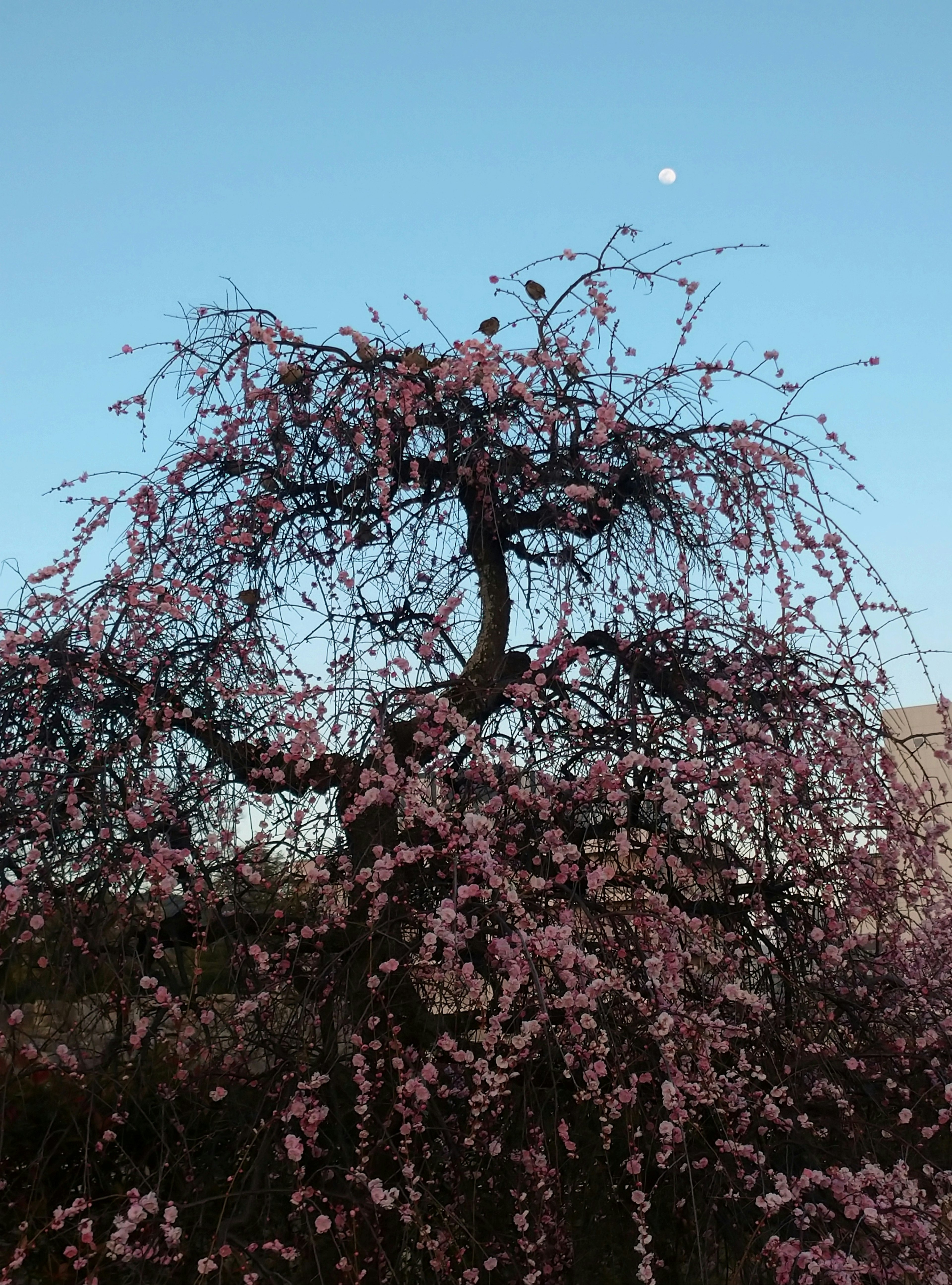 Arbre en fleurs de cerisier contre un ciel bleu avec une lune