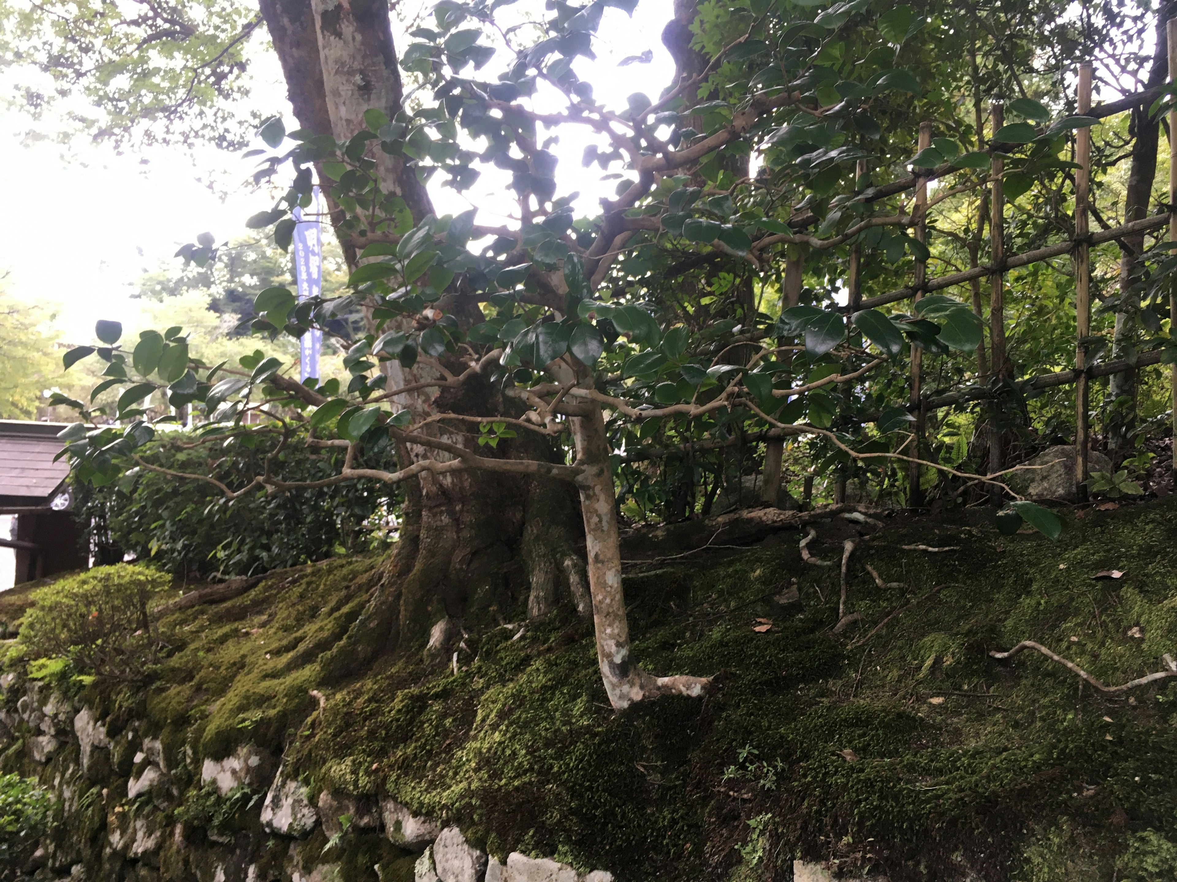 緑豊かな木と苔むした岩の景観を示す画像