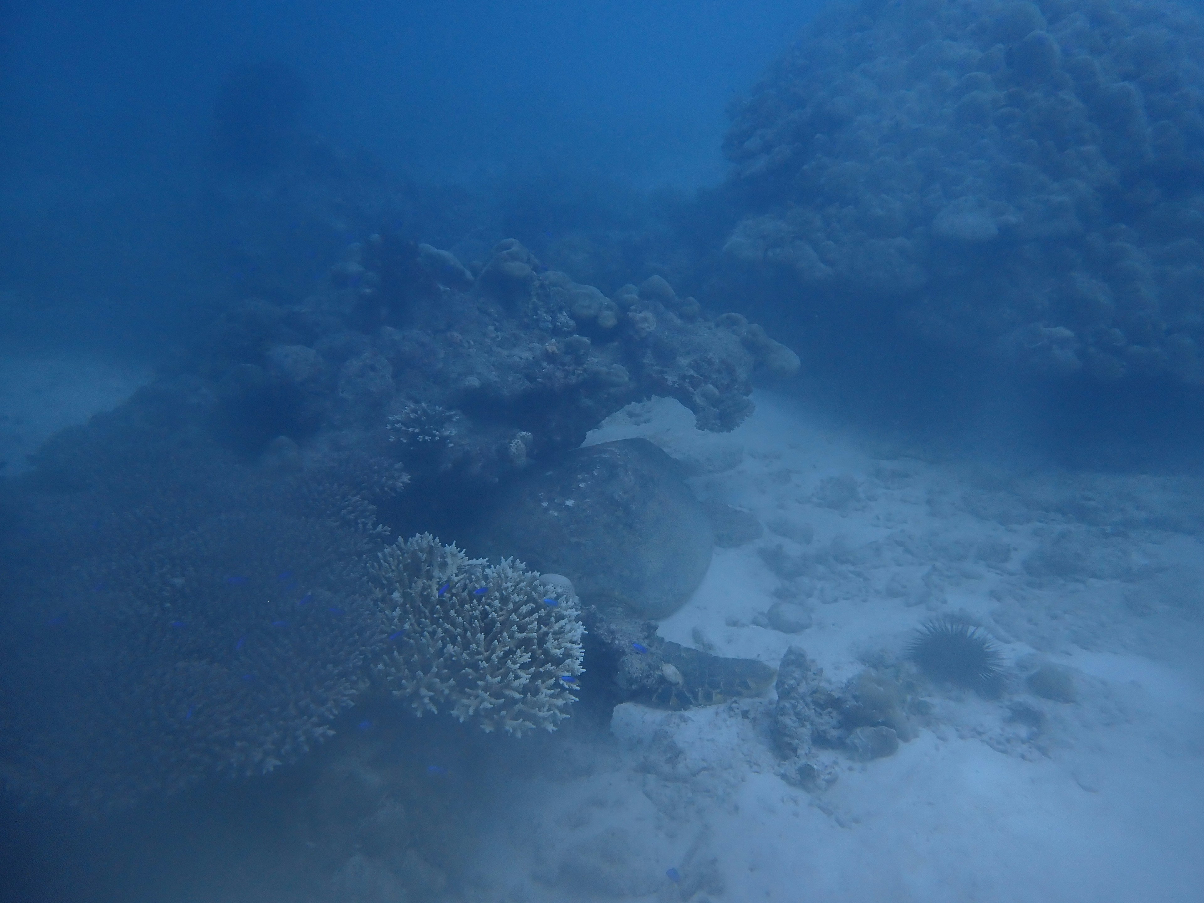 Pemandangan bawah laut dengan terumbu karang di air biru