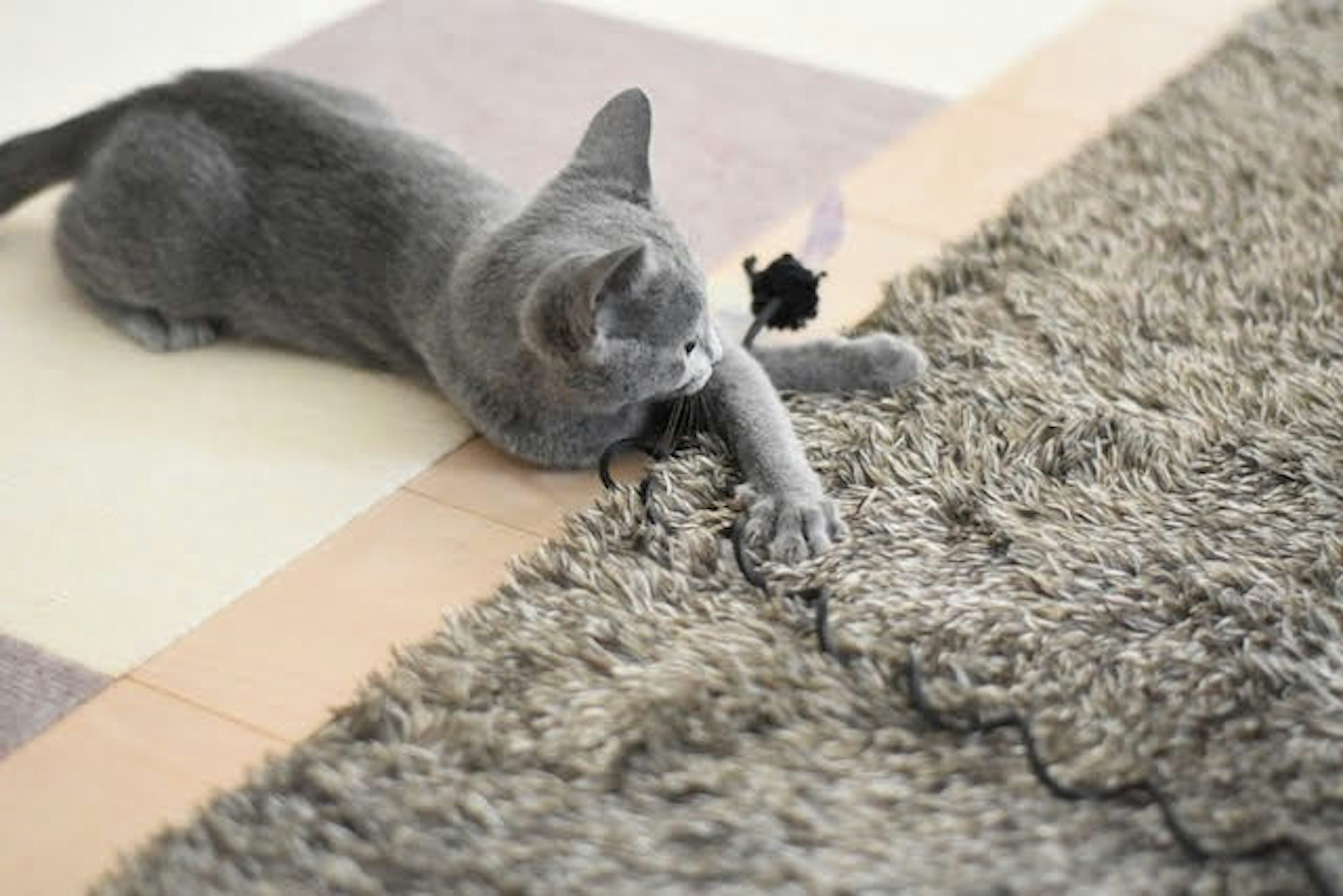 Gato gris jugando en una alfombra suave