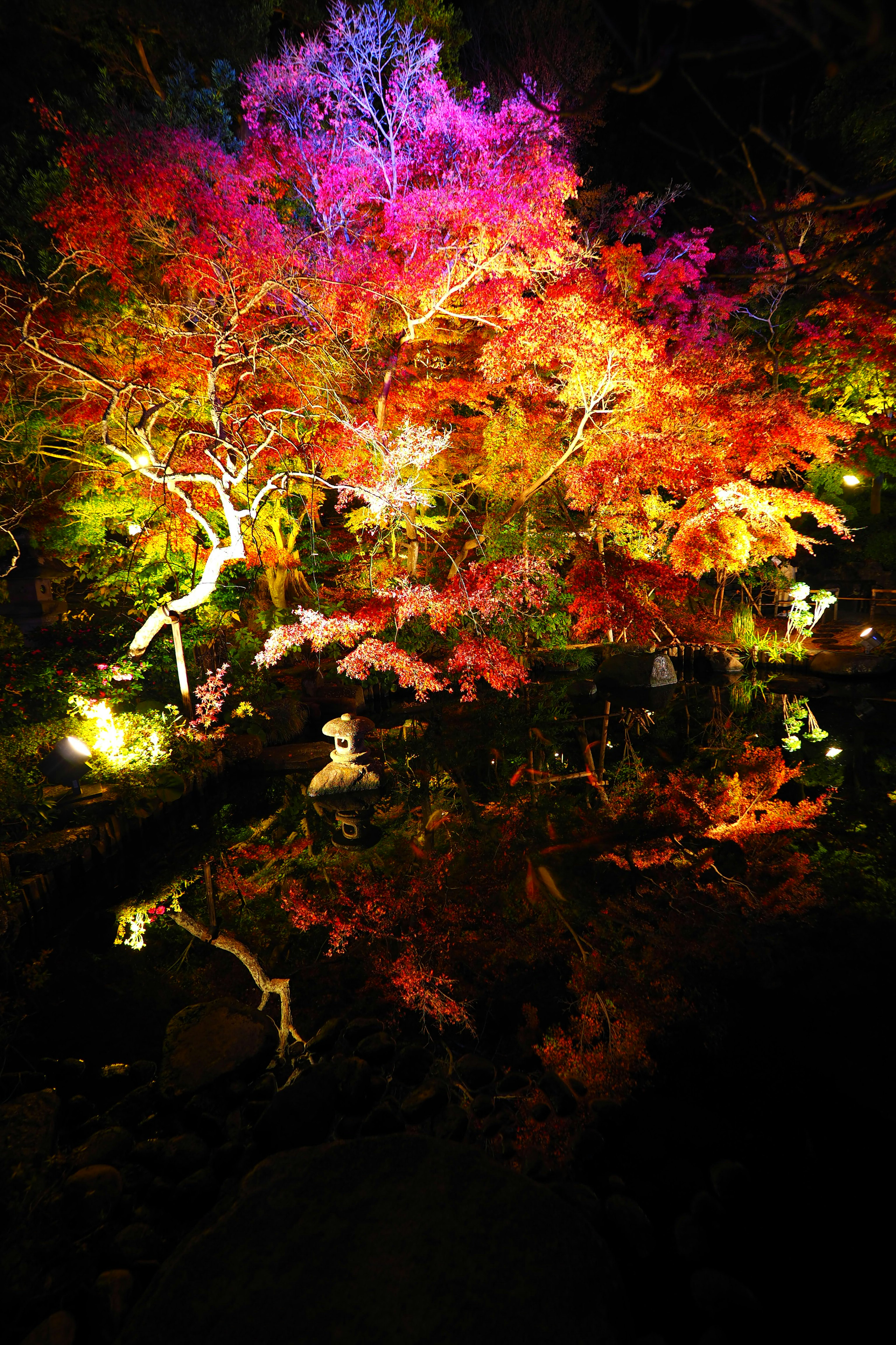 Vibrantly lit autumn foliage tree with reflections