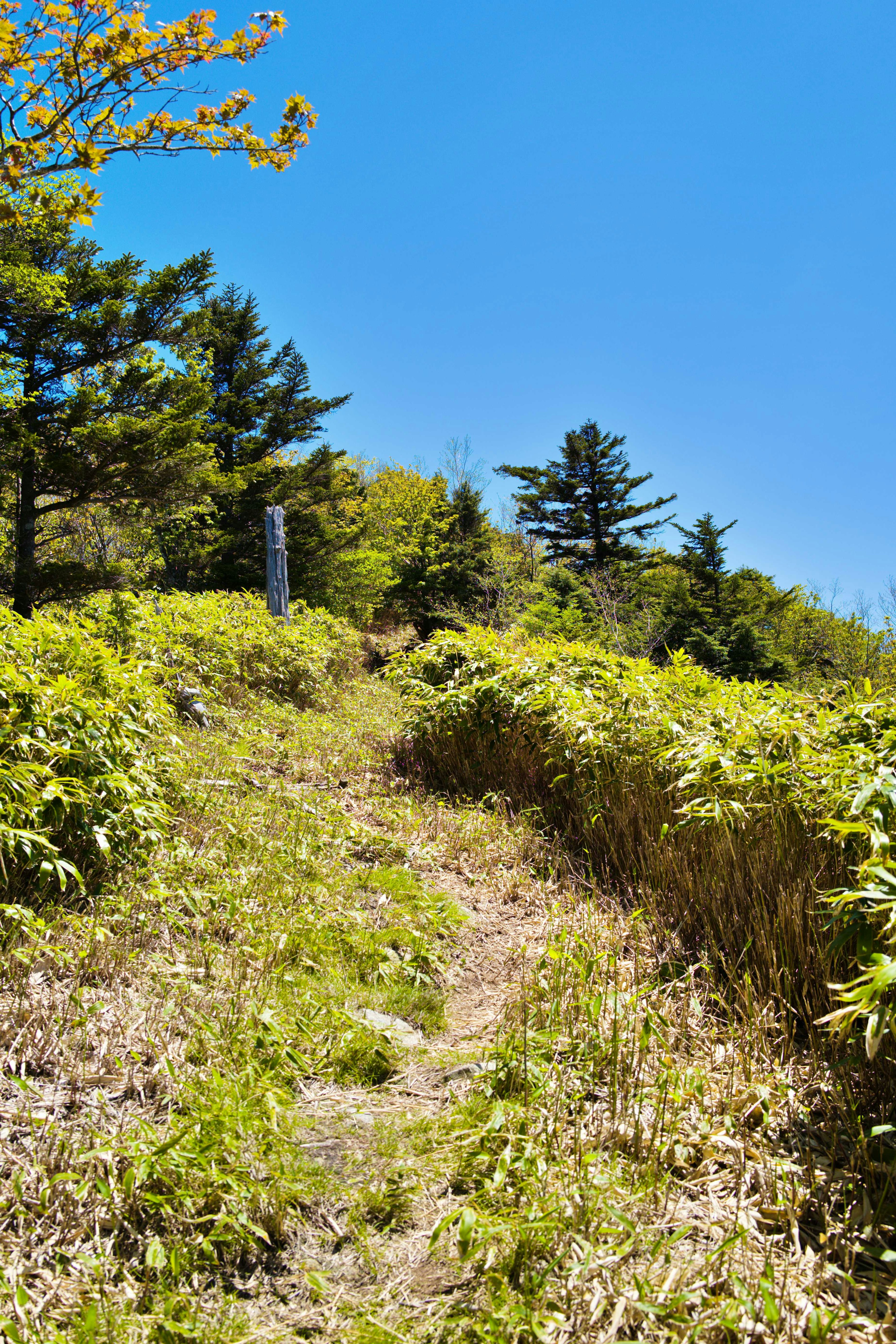 Un chemin bordé de végétation verte sous un ciel bleu clair