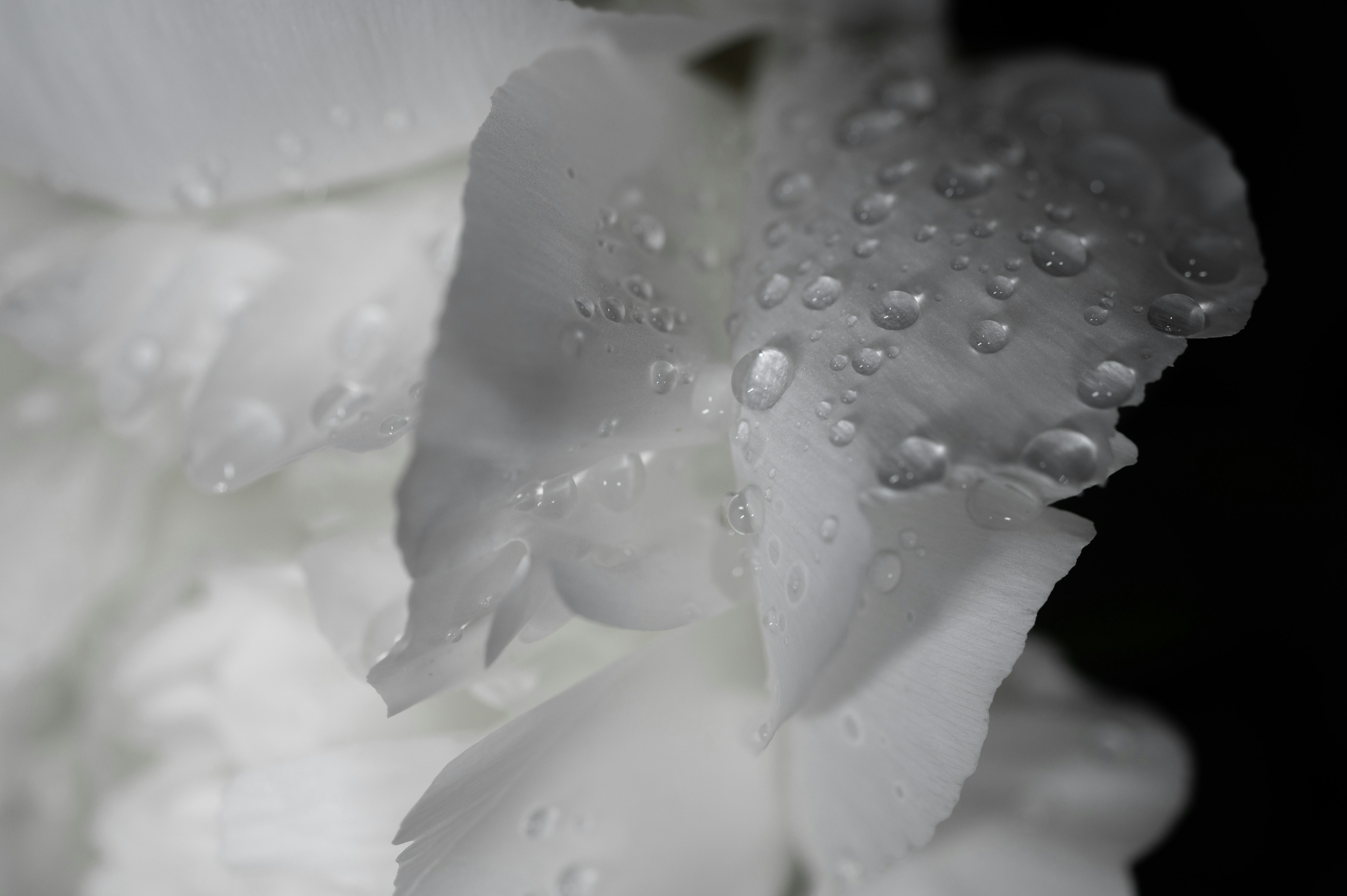 Primer plano de pétalos de flor blanca con gotas de agua