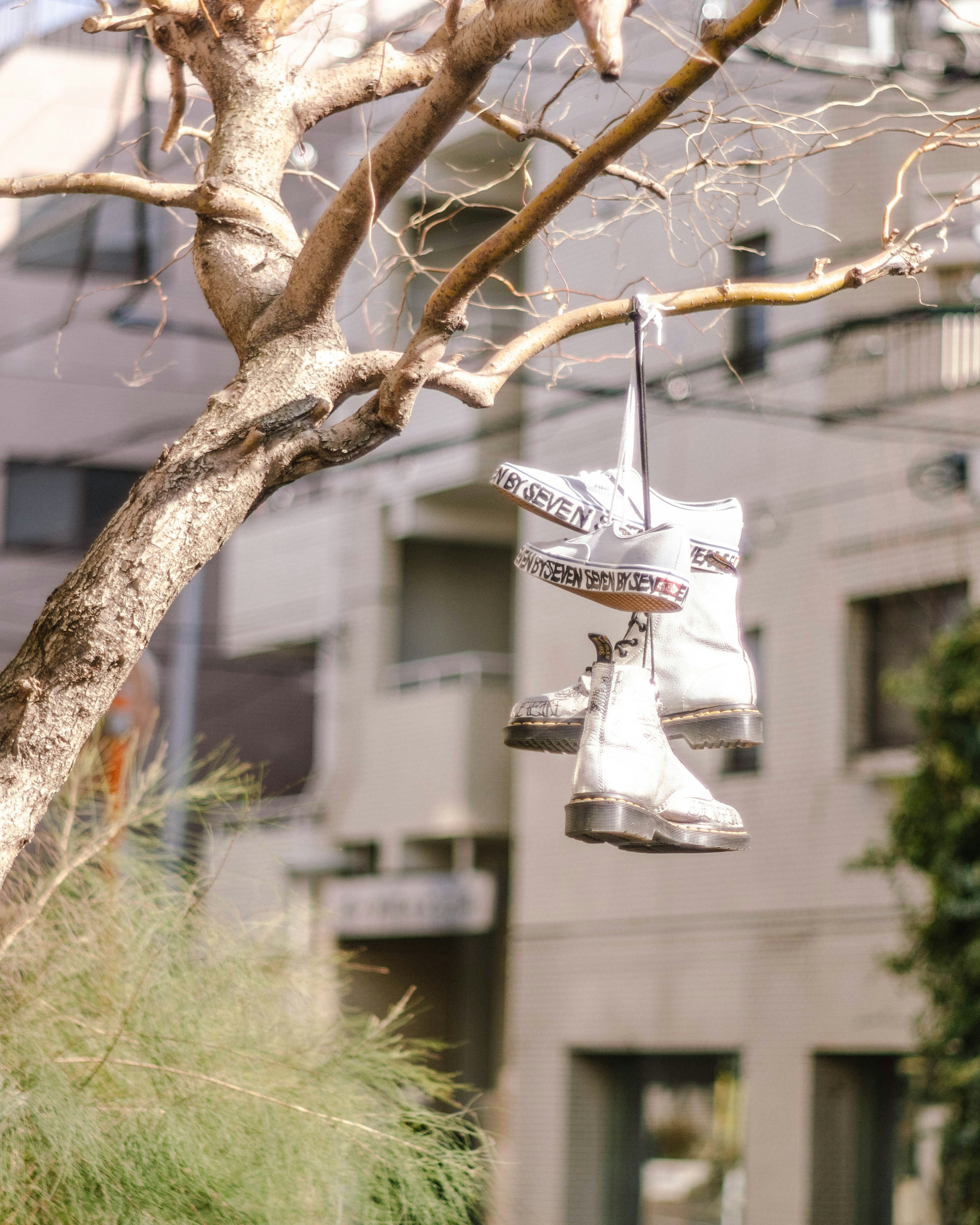 木の枝にぶら下がったスニーカーと星型の飾り