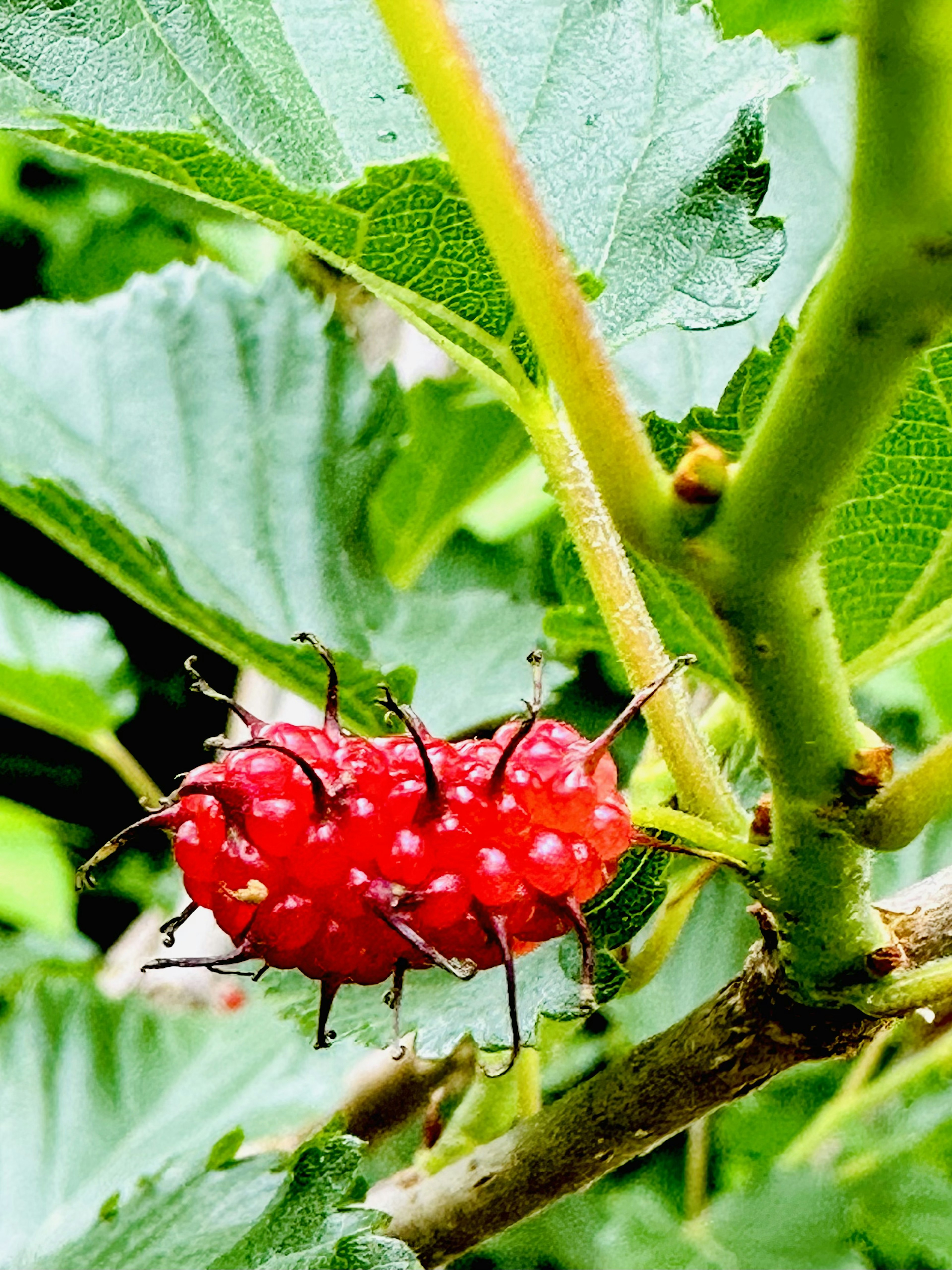 Raggruppamento di bacche rosse brillanti su fogliame verde