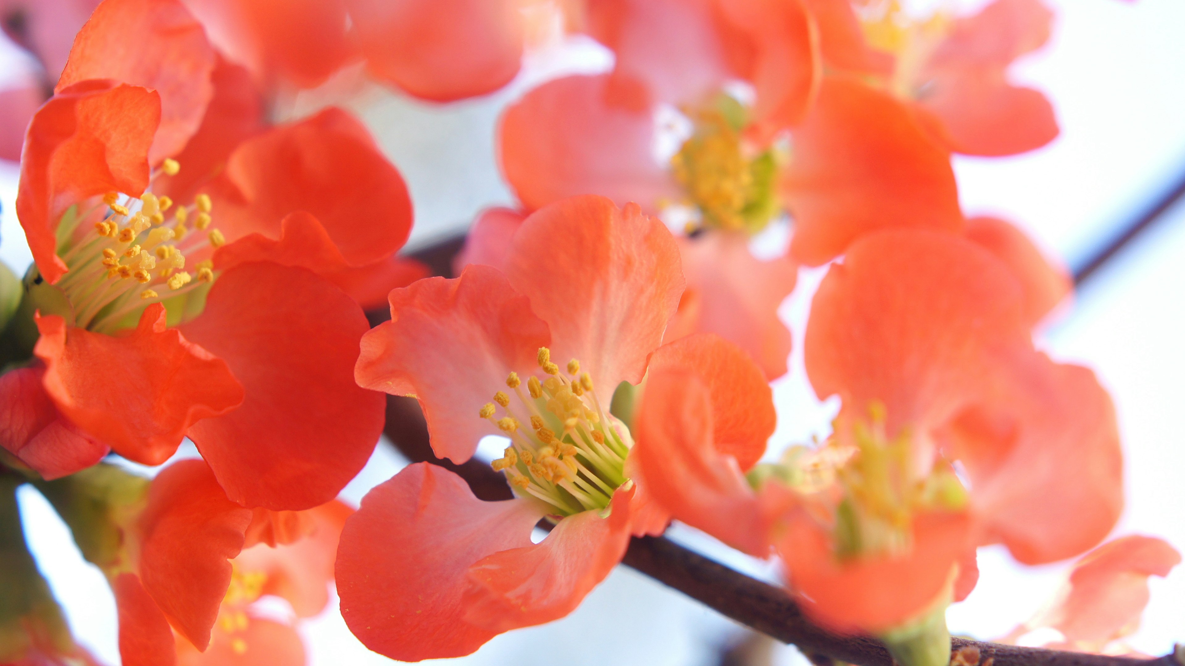 鮮やかなオレンジ色の花が咲いている枝のクローズアップ