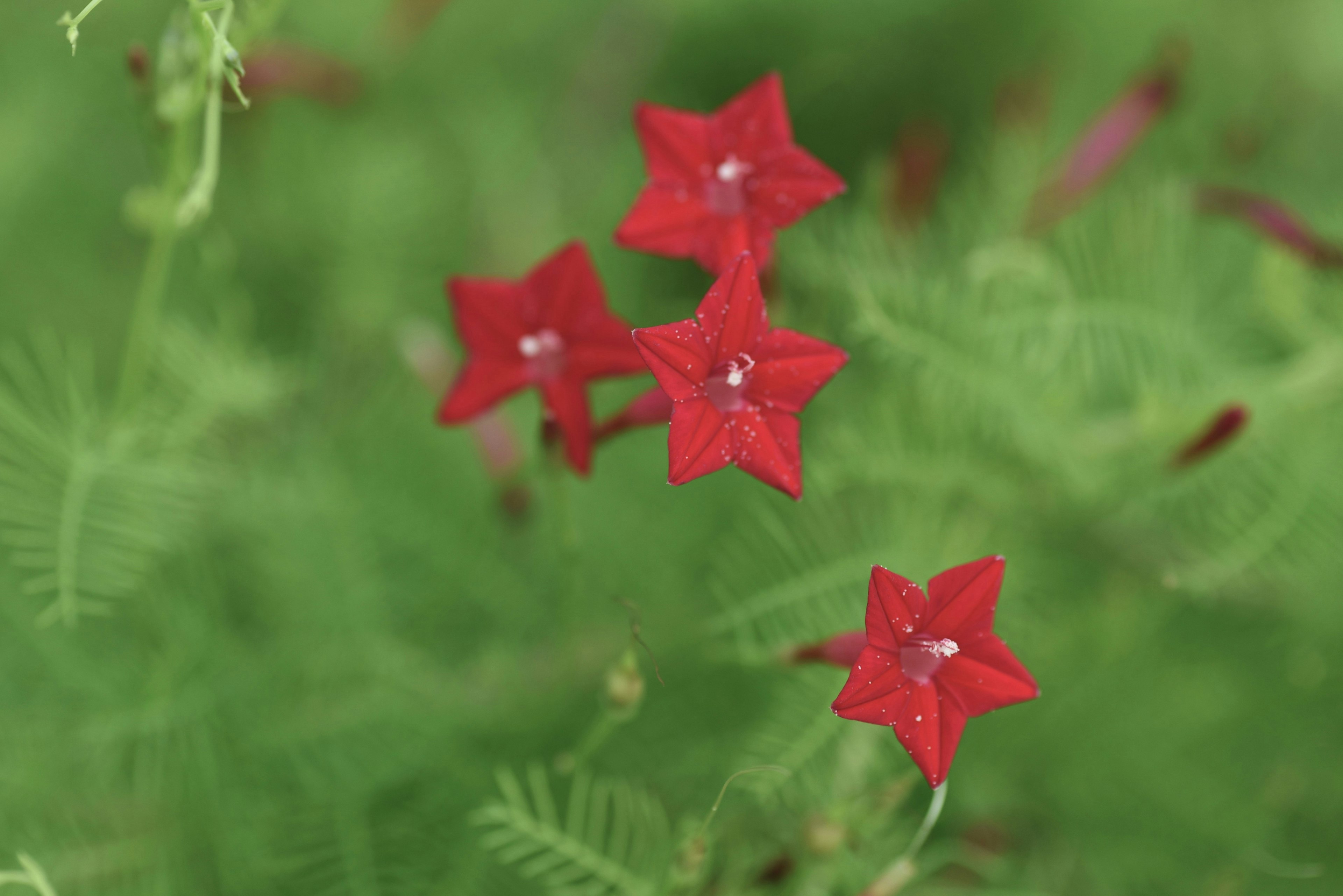 Flores rojas en forma de estrella sobre fondo verde