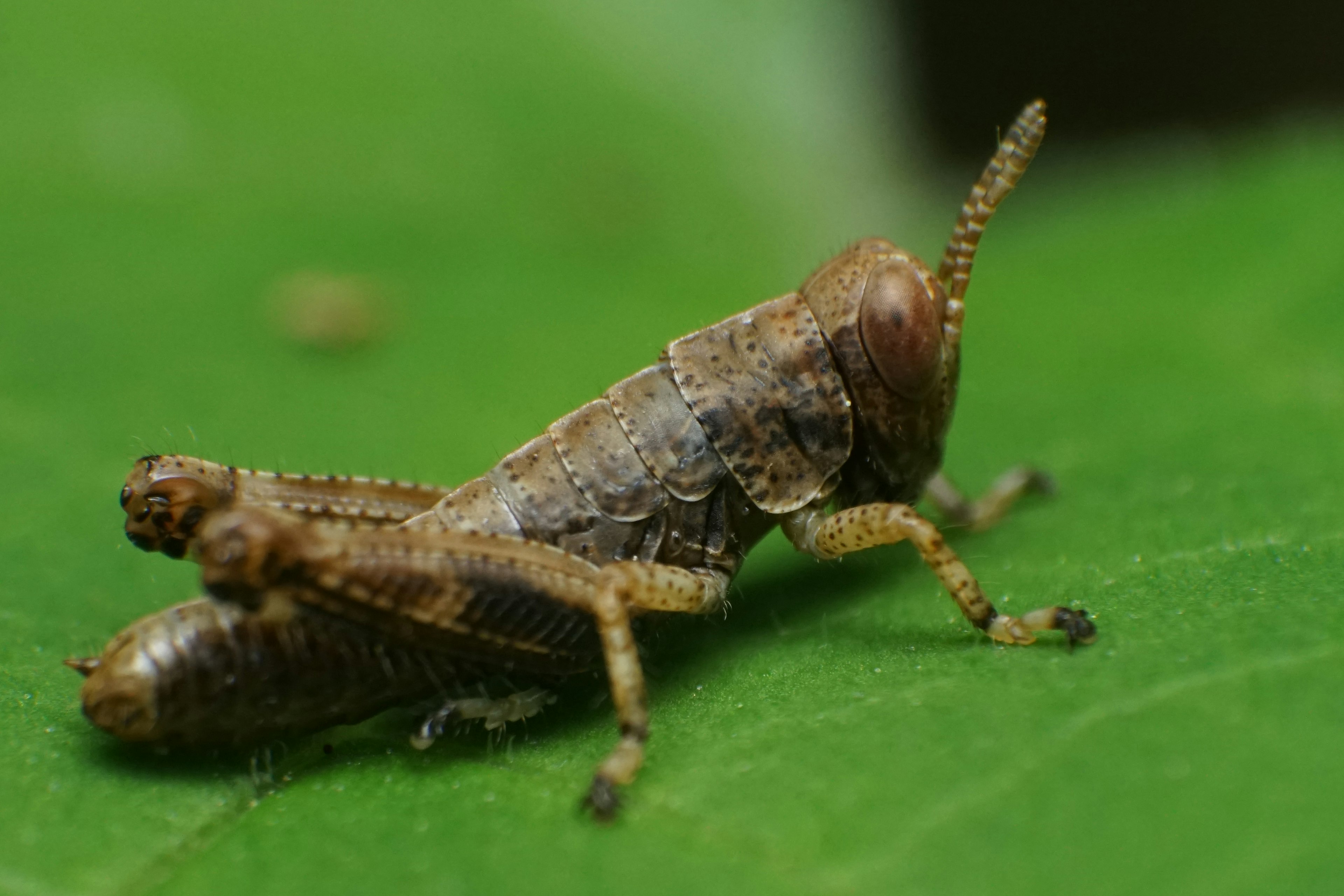 Un insetto simile a una cavalletta su una foglia verde