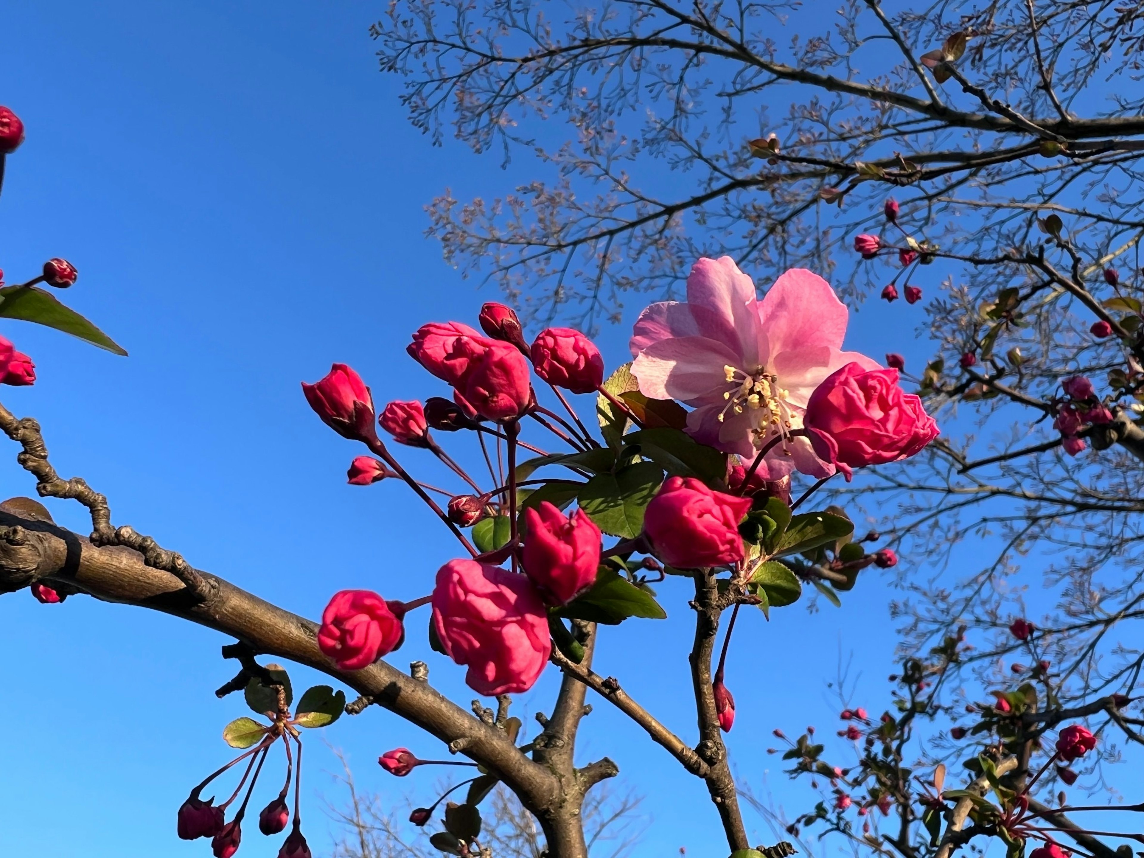 青空の下で咲くピンク色の花々とつぼみの枝