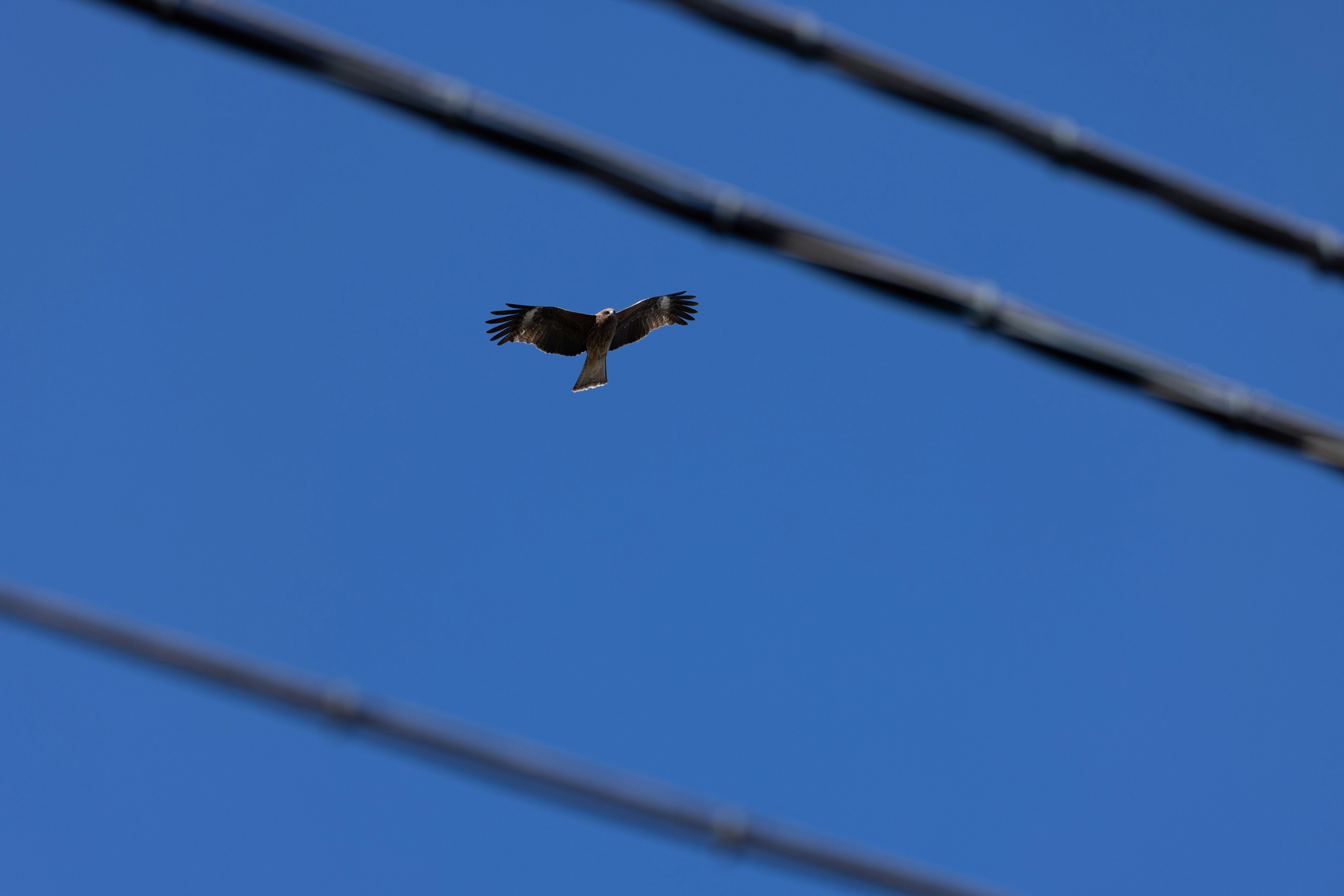 Faucon volant contre un ciel bleu avec des lignes électriques