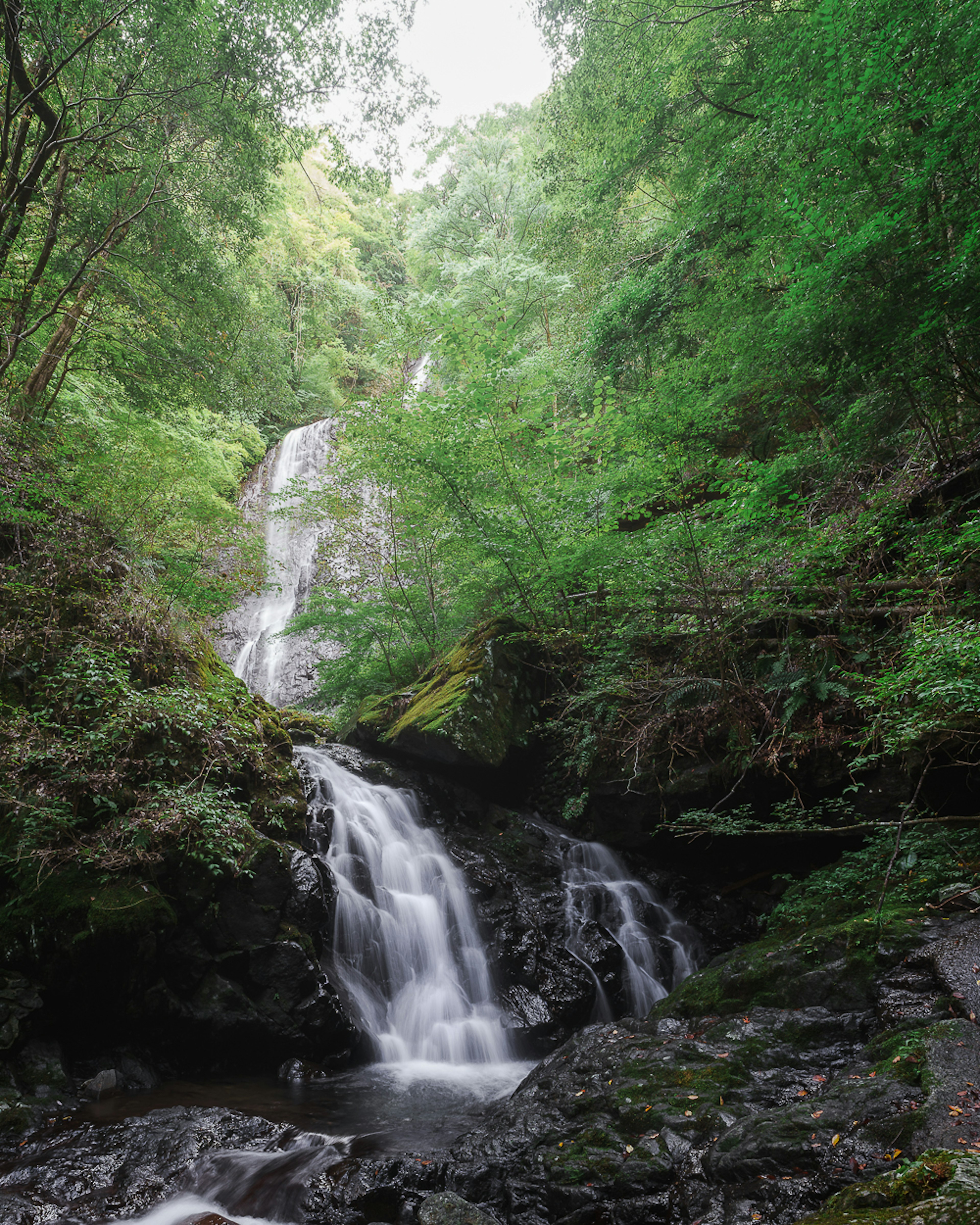 Hermosa cascada fluyendo a través de un bosque verde