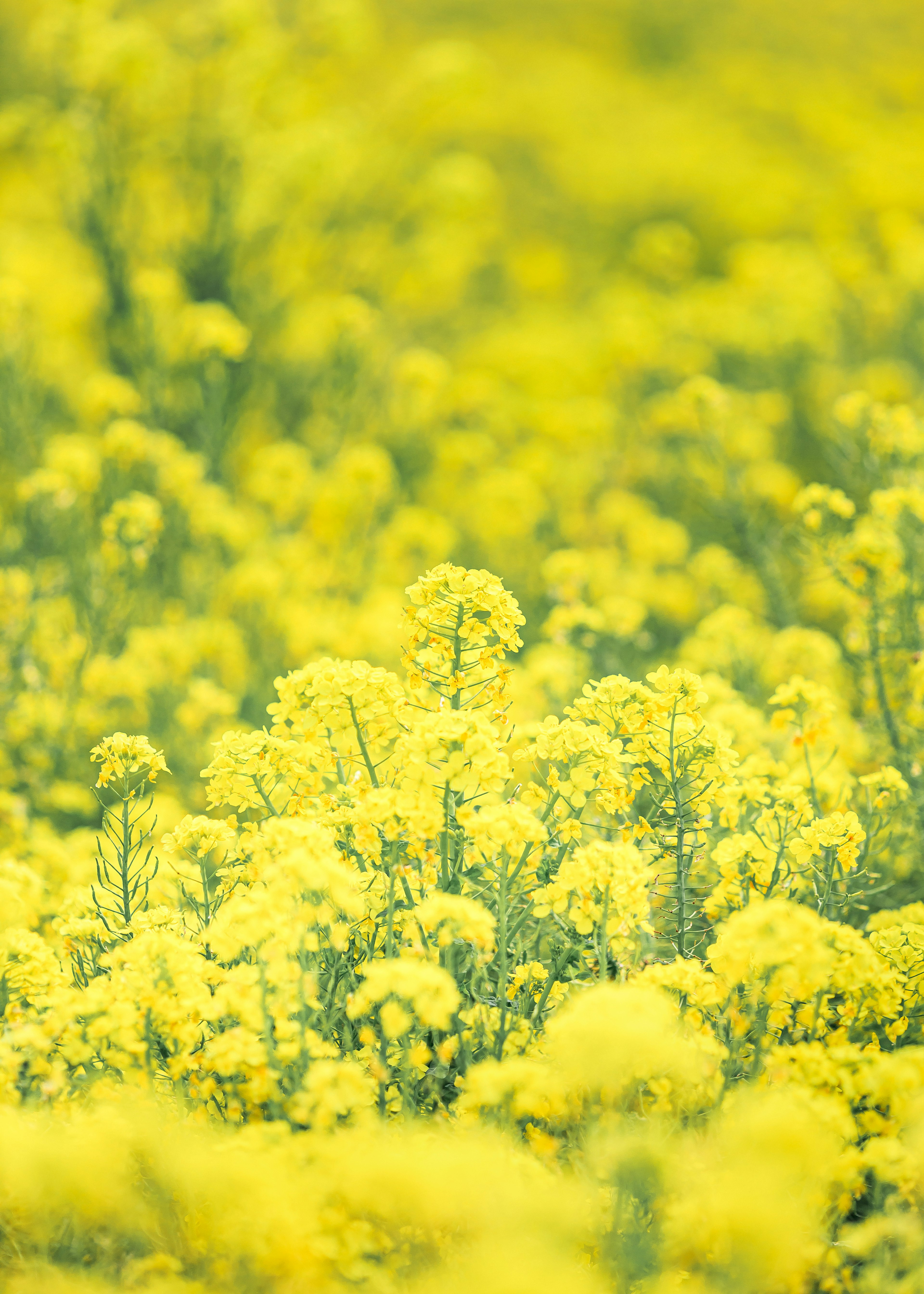 Campo de flores amarillas vibrantes en plena floración