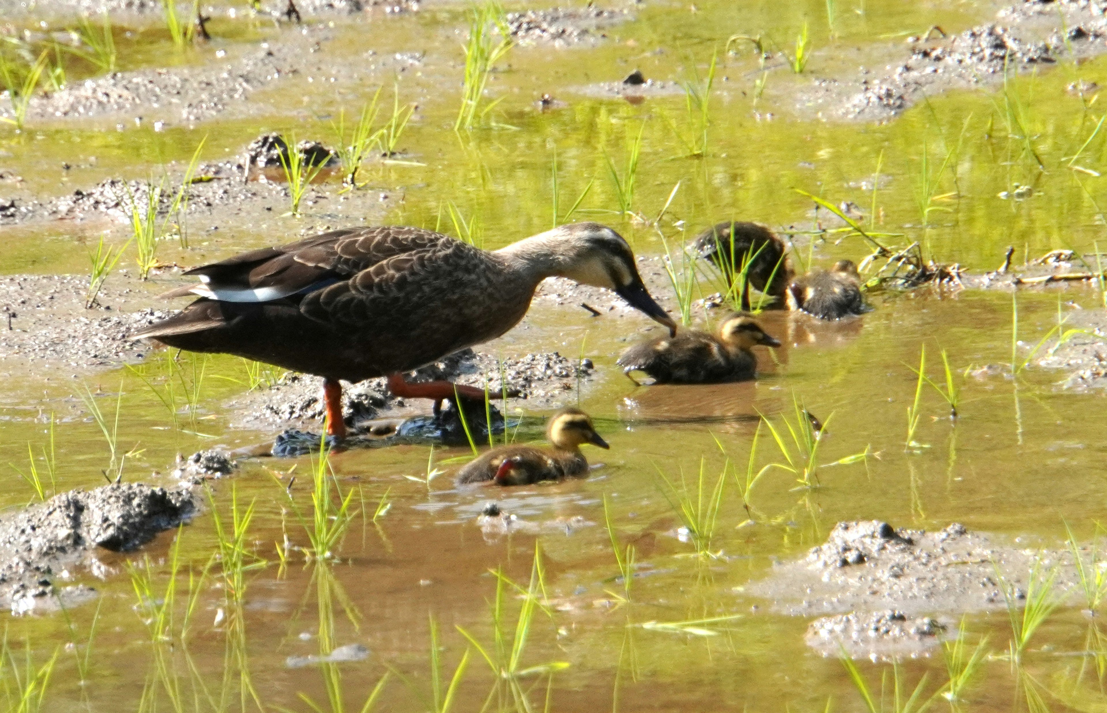 Una madre pato y sus patitos buscando comida en un campo de arroz