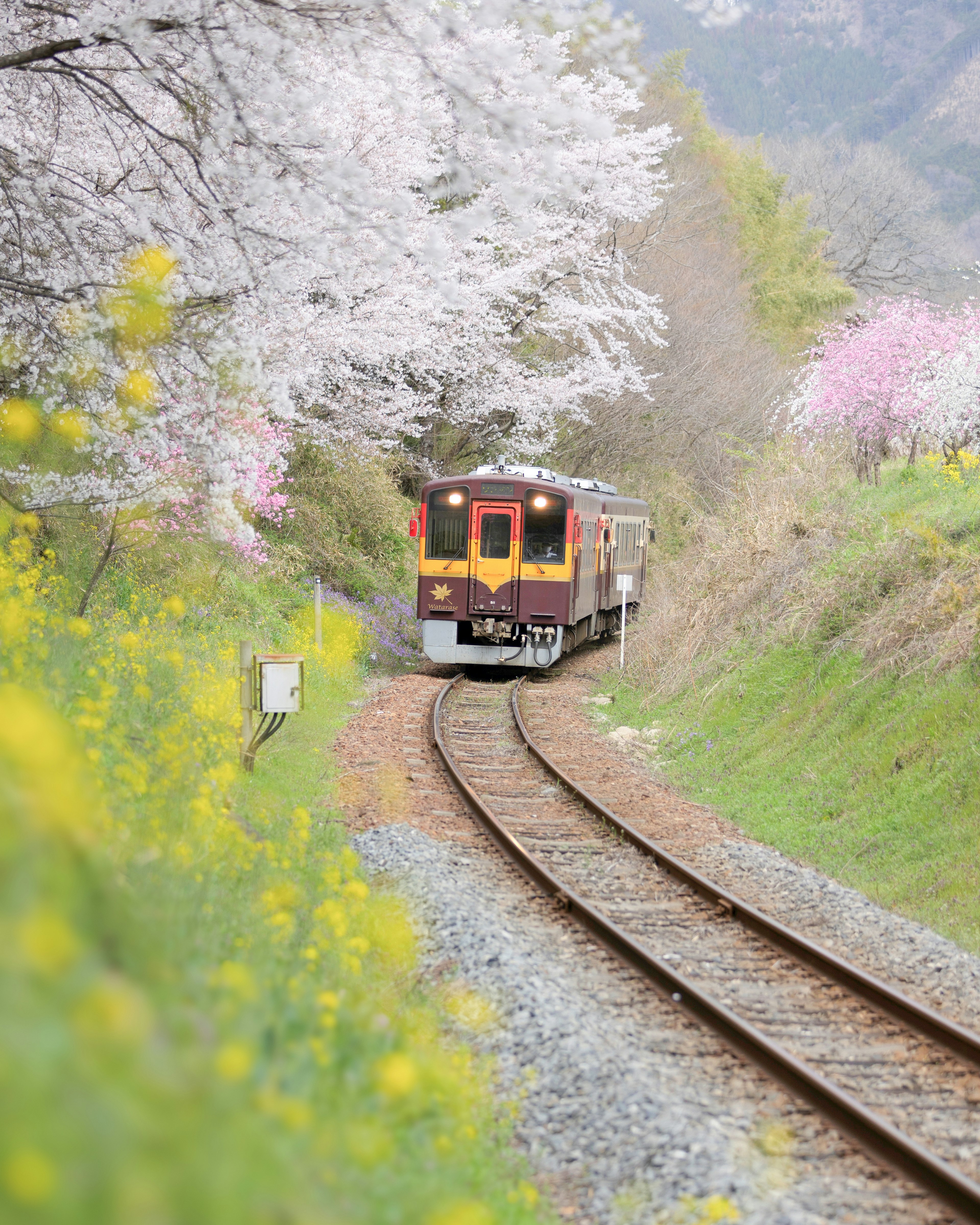 Eine malerische Eisenbahnlandschaft umgeben von schönen Kirschblüten und lebhaften Rapsblüten im Frühling