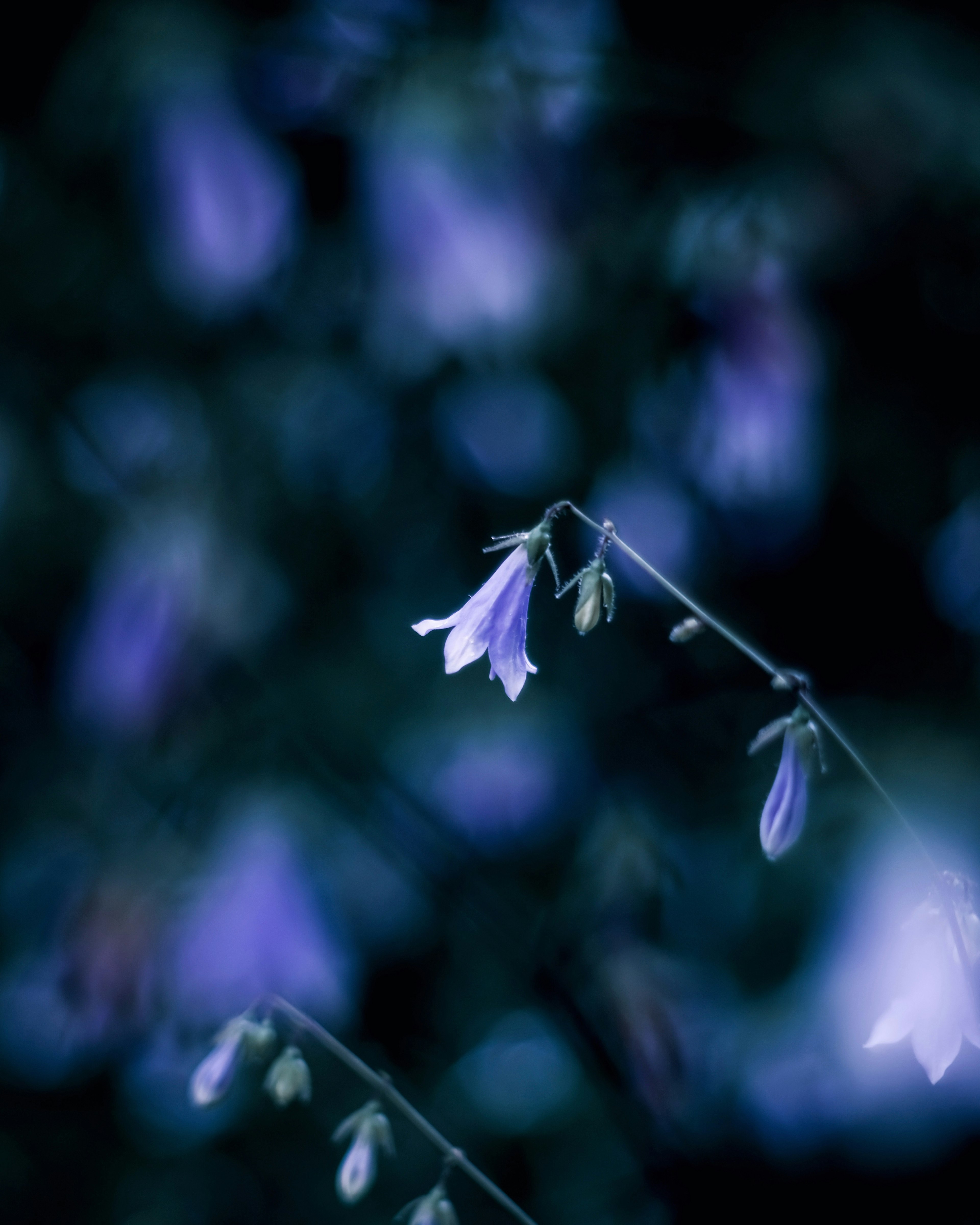 Delicate purple flowers against a dark background