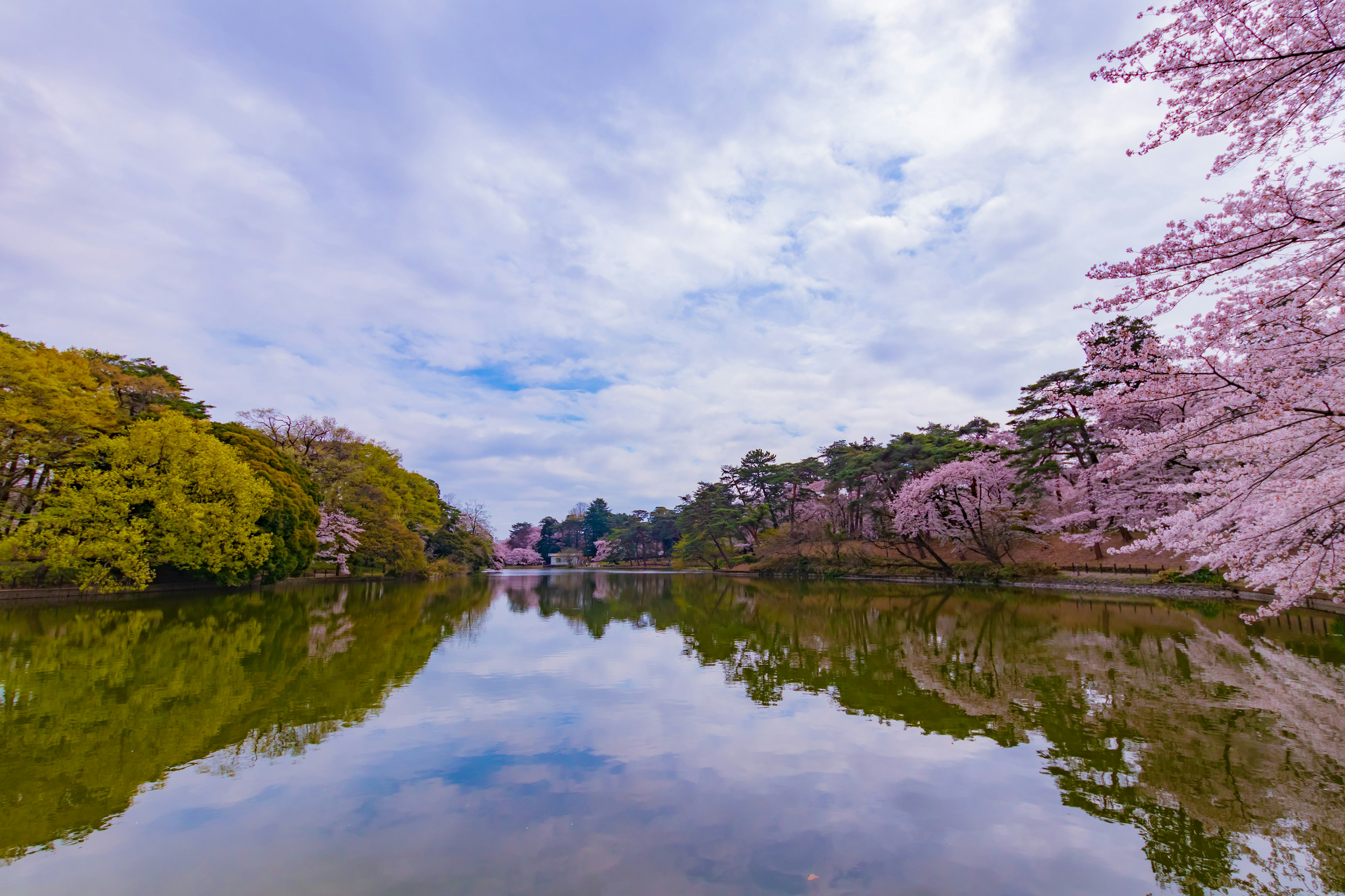 Pemandangan tenang kolam dengan pohon sakura dan dedaunan hijau yang memantul di air