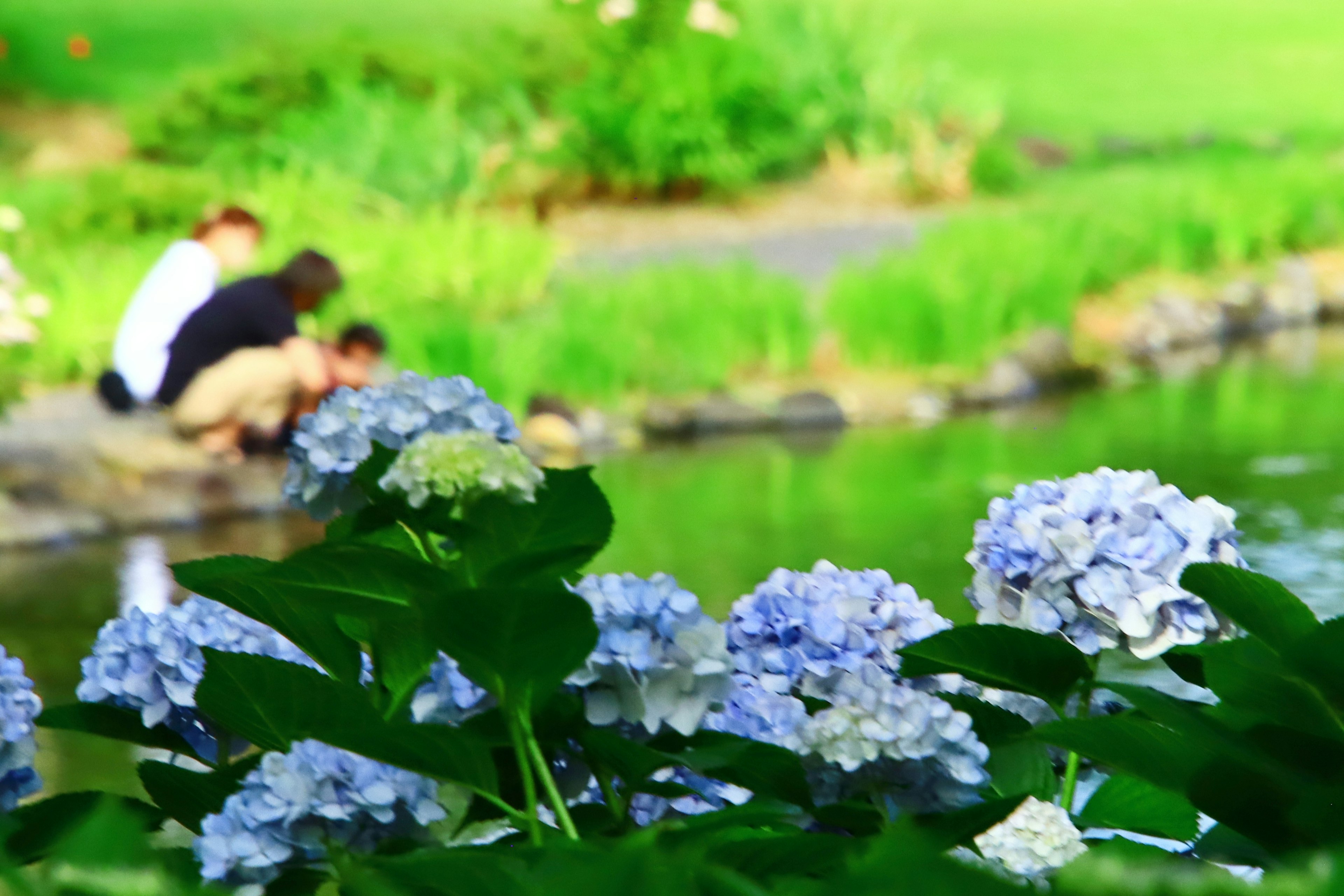 池のそばで遊ぶ人々と青いアジサイの花