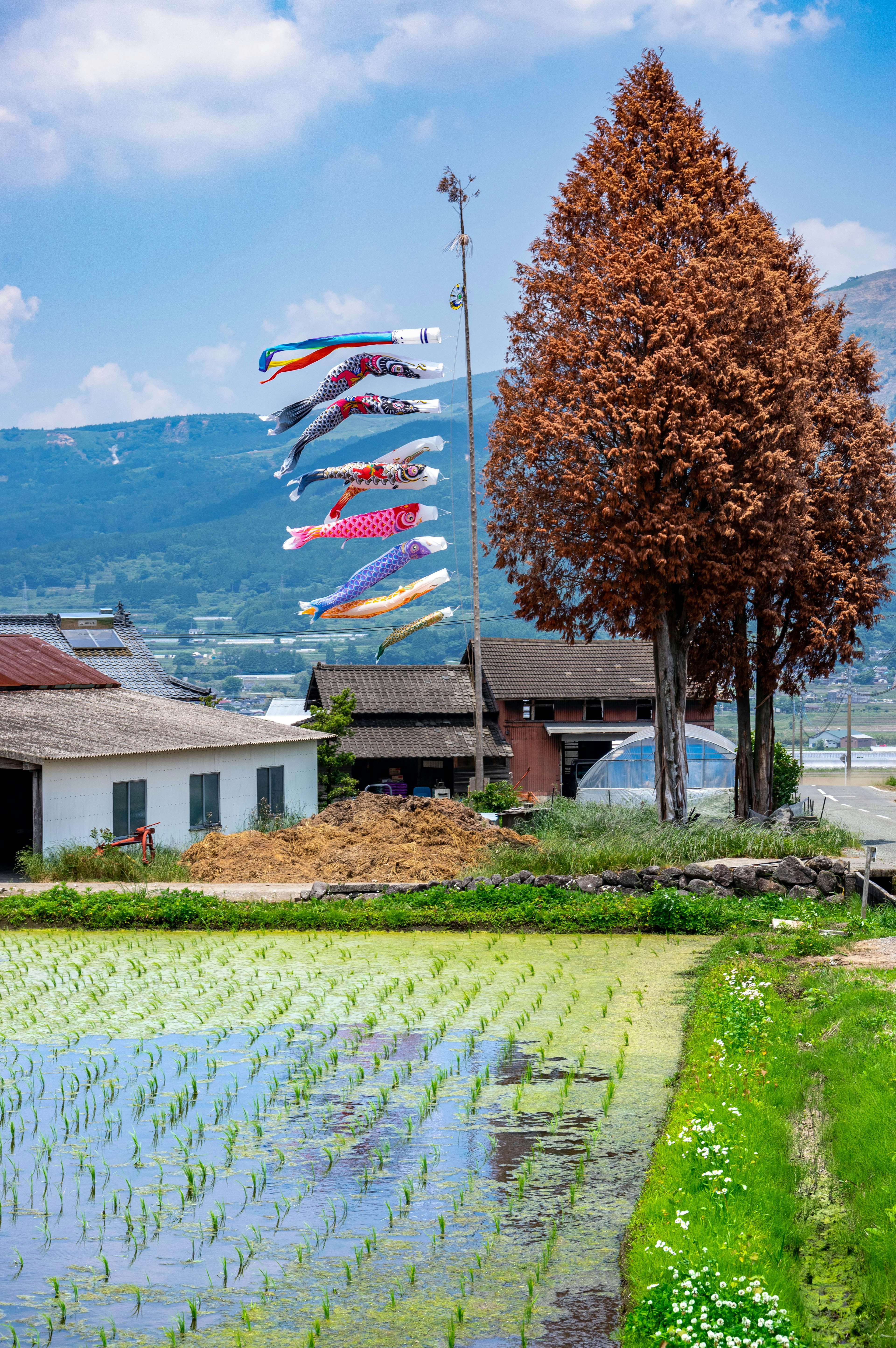 Hermosos campos de arroz con coloridos banderas koi ondeando al viento