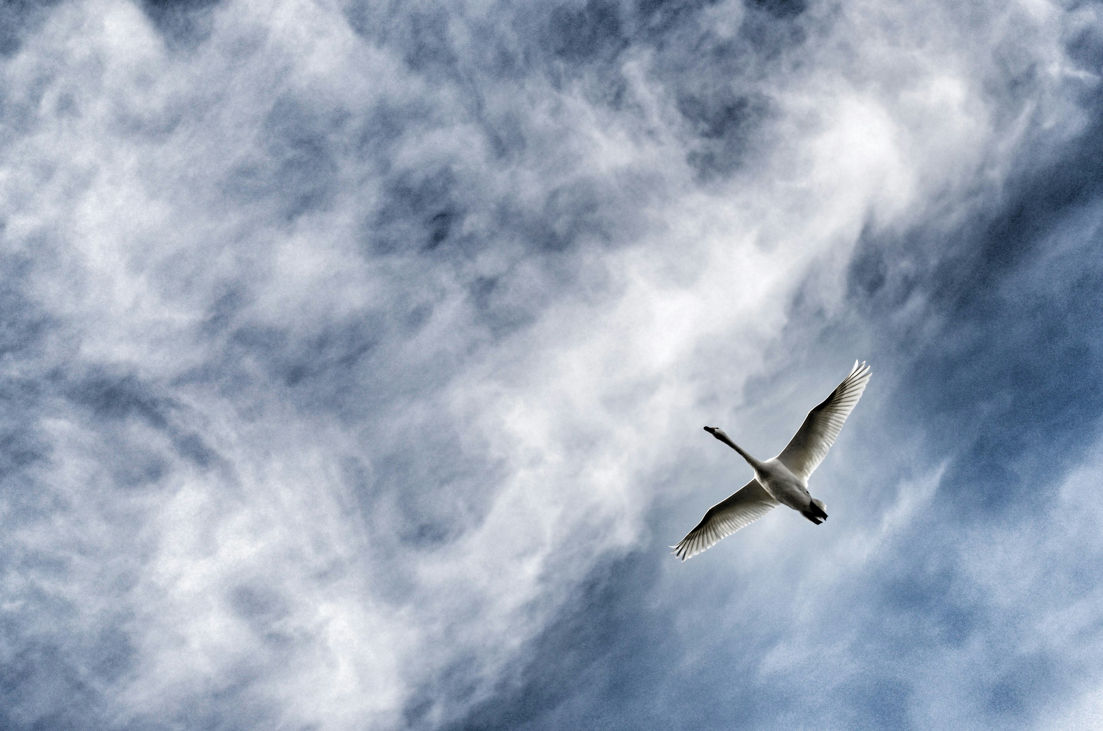 Un uccello bianco che vola in un cielo blu con nuvole sottili