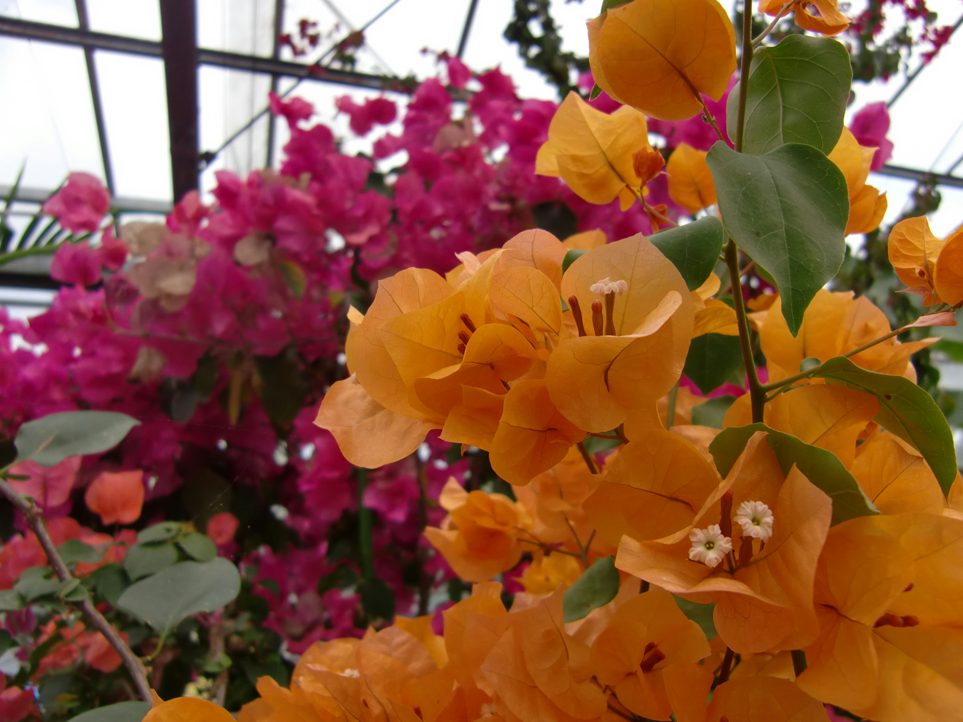 Primo piano di fiori di bougainvillea arancioni con sfondo rosa