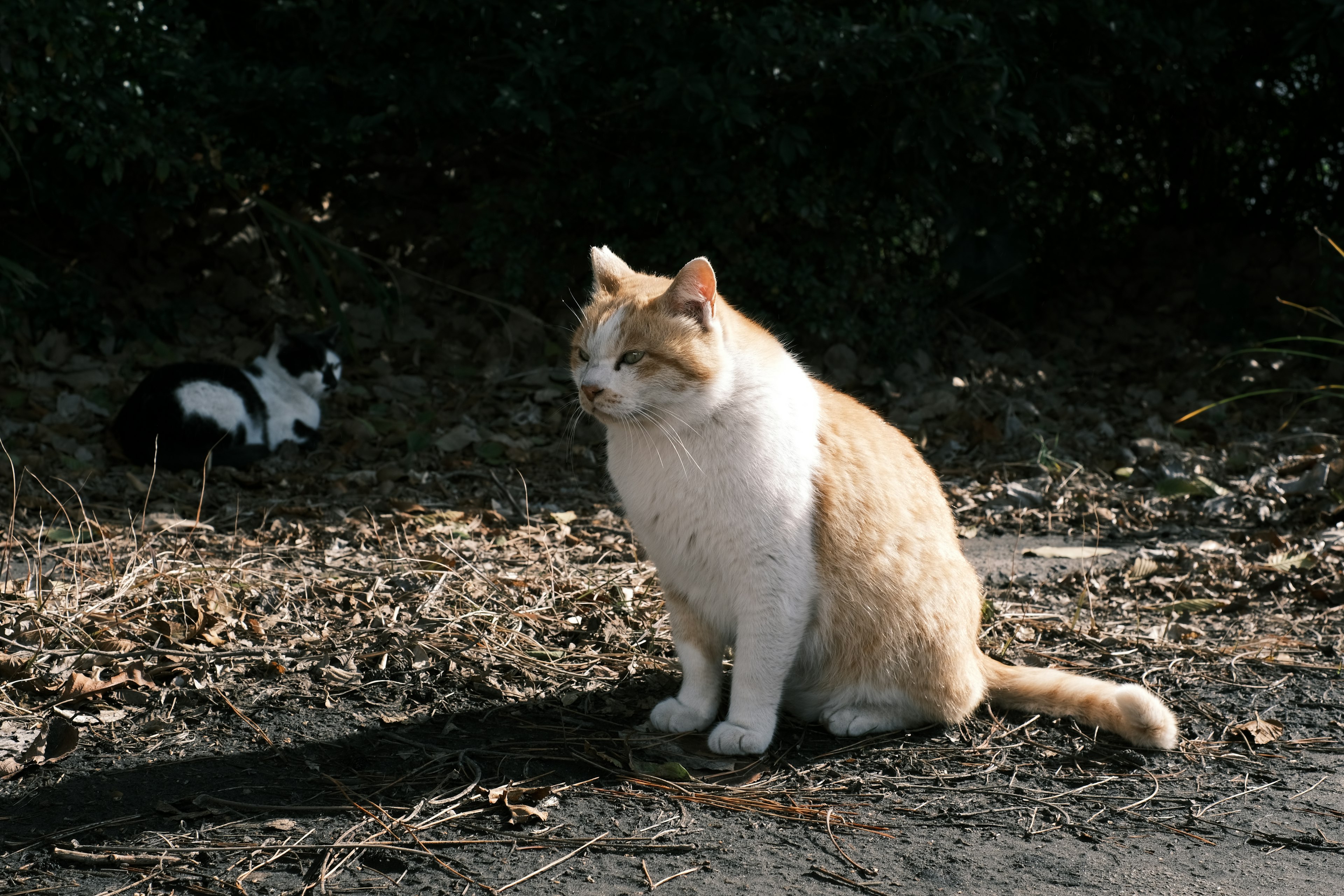 Chat orange et blanc assis avec un chat noir et blanc en arrière-plan