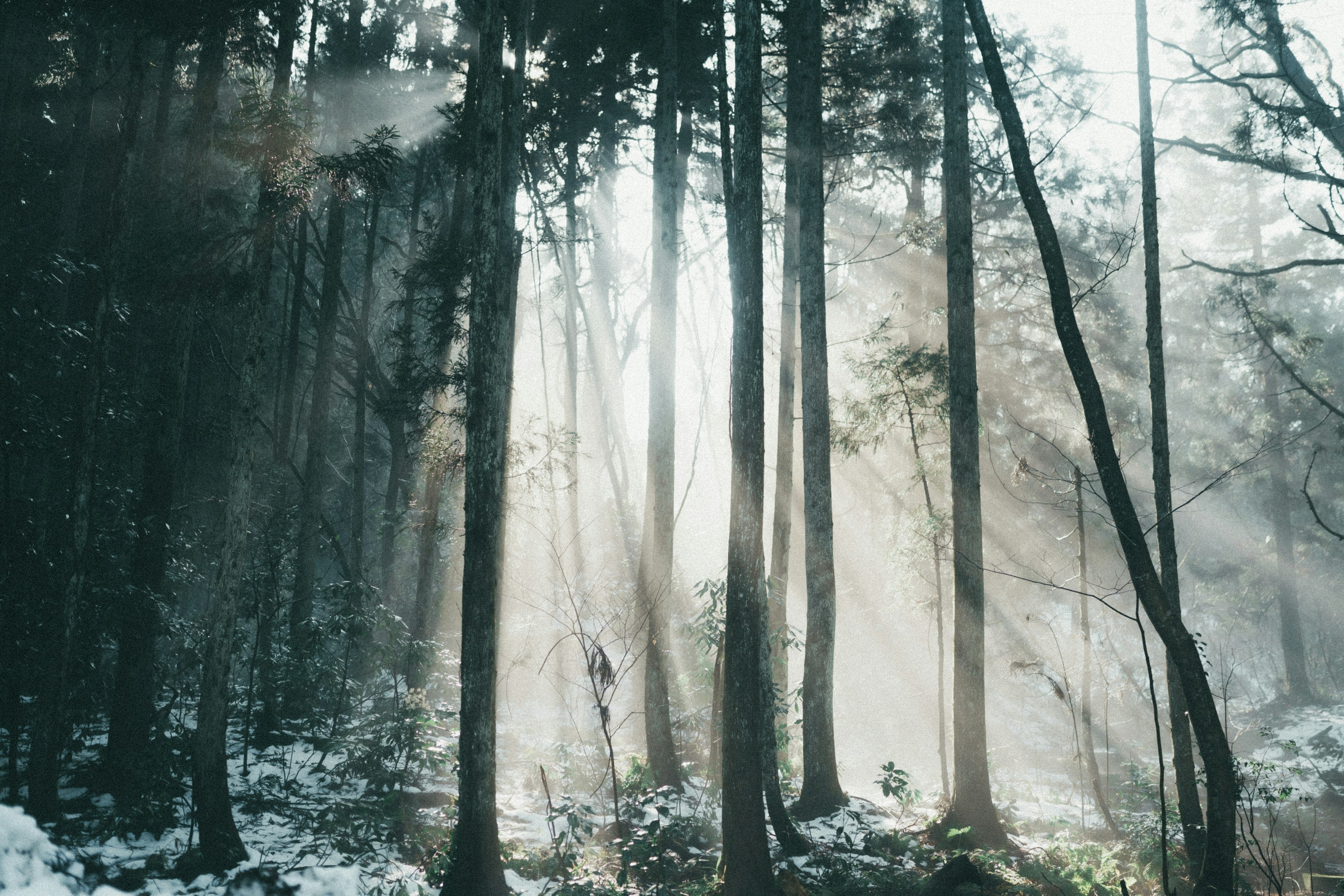 Foresta nebbiosa con la luce del sole che filtra tra gli alberi