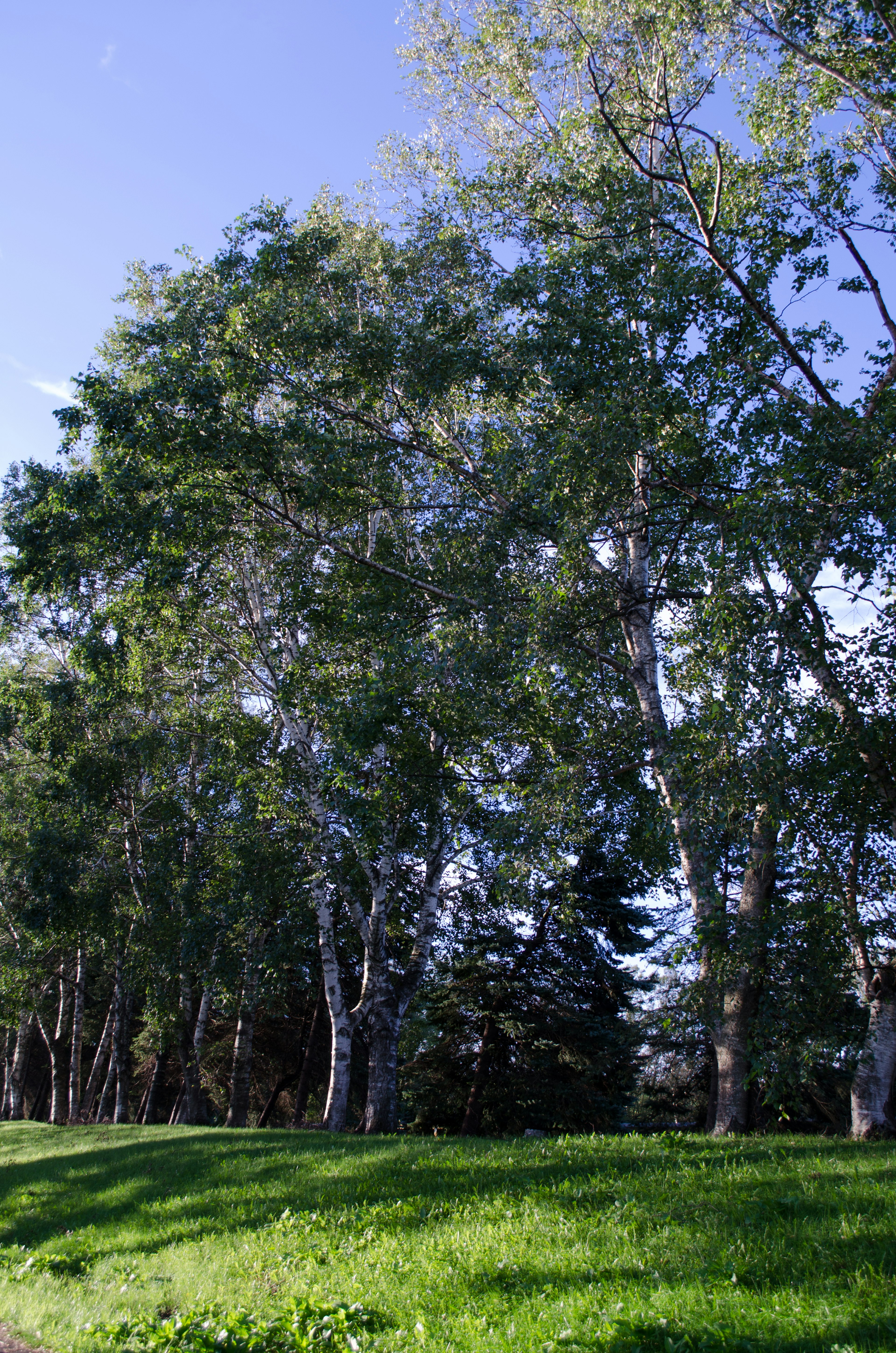 Birch trees standing on green grass under a blue sky