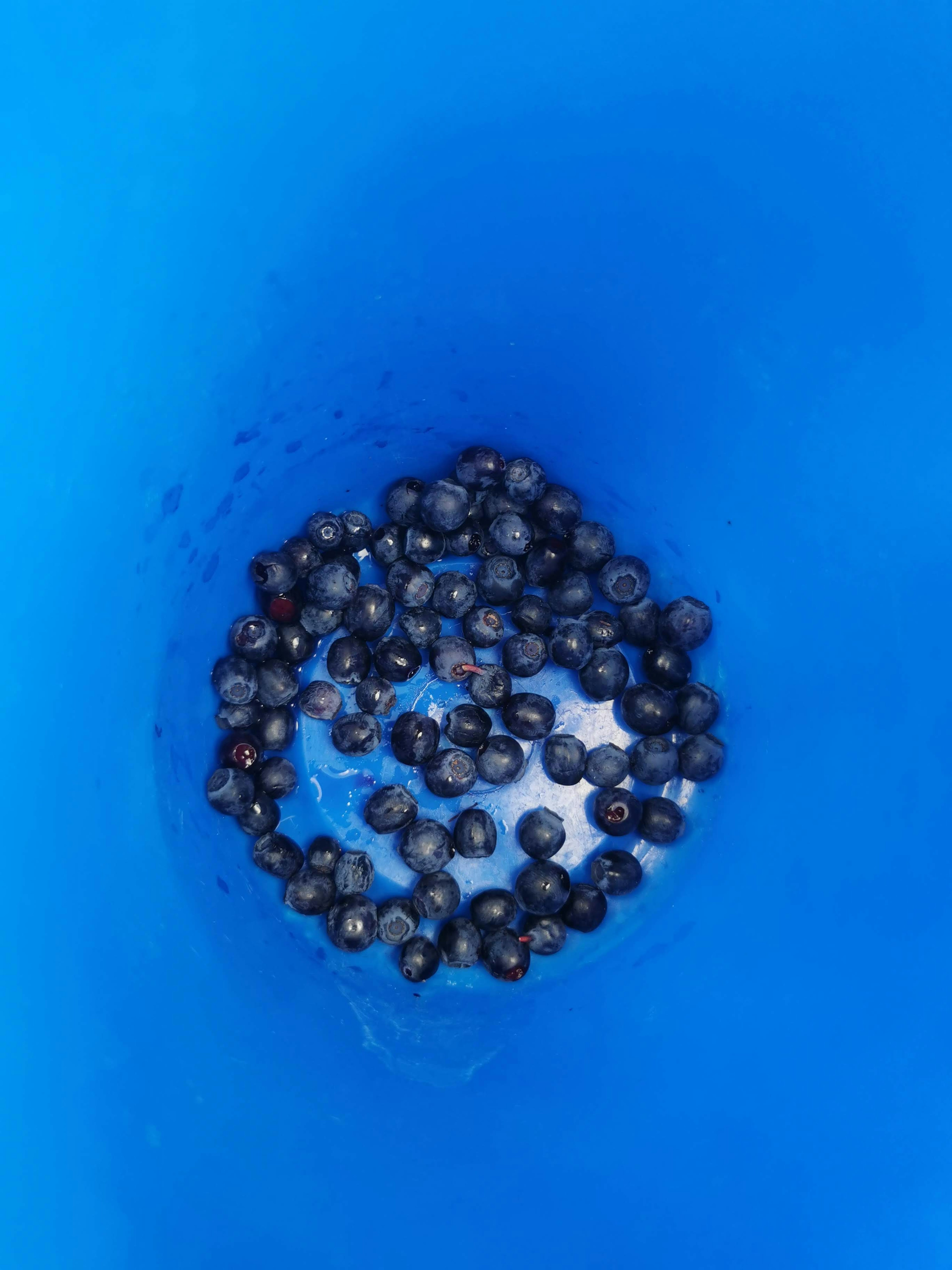 Des myrtilles fraîches dans un seau bleu