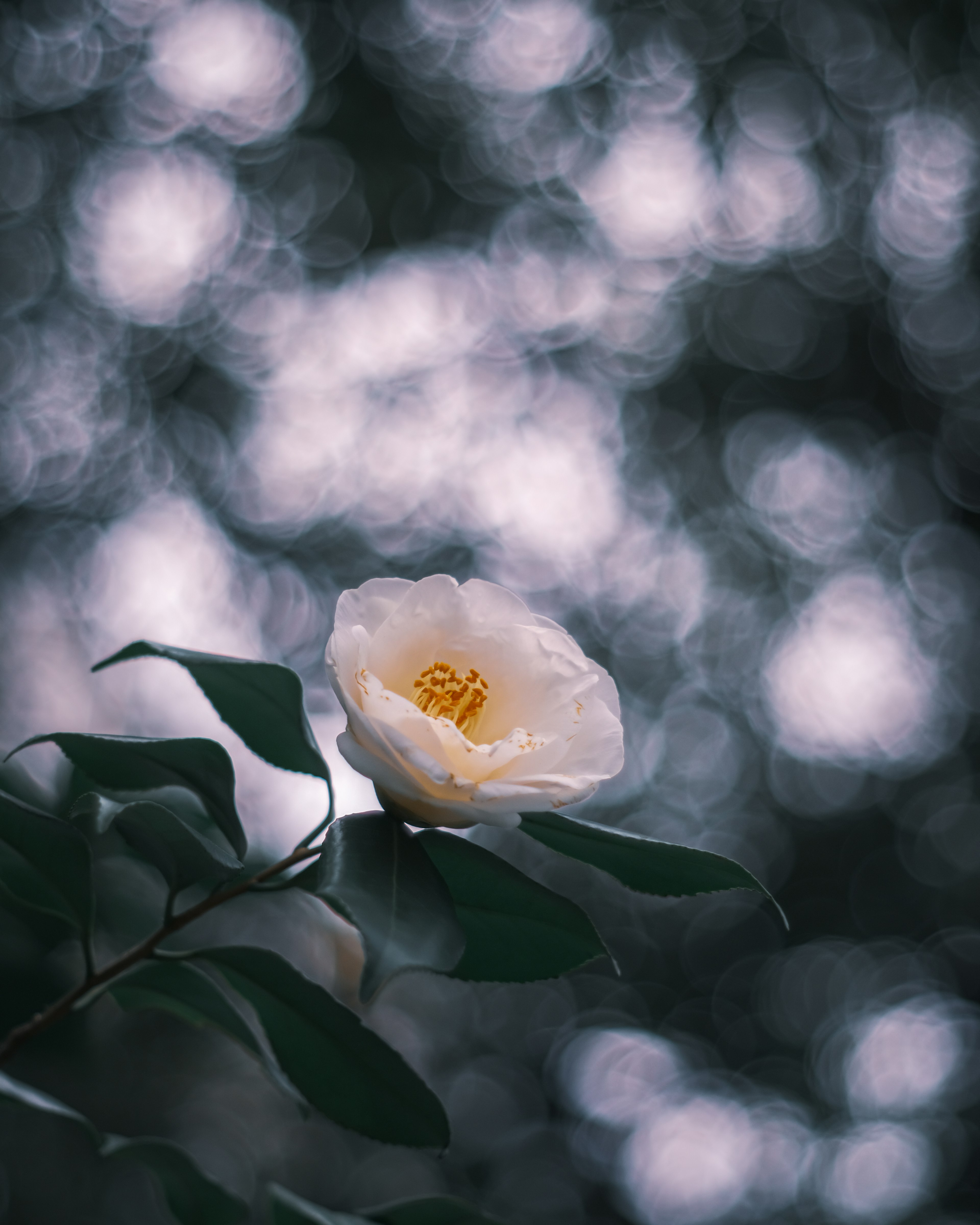 A white flower with yellow center surrounded by green leaves and blurred background