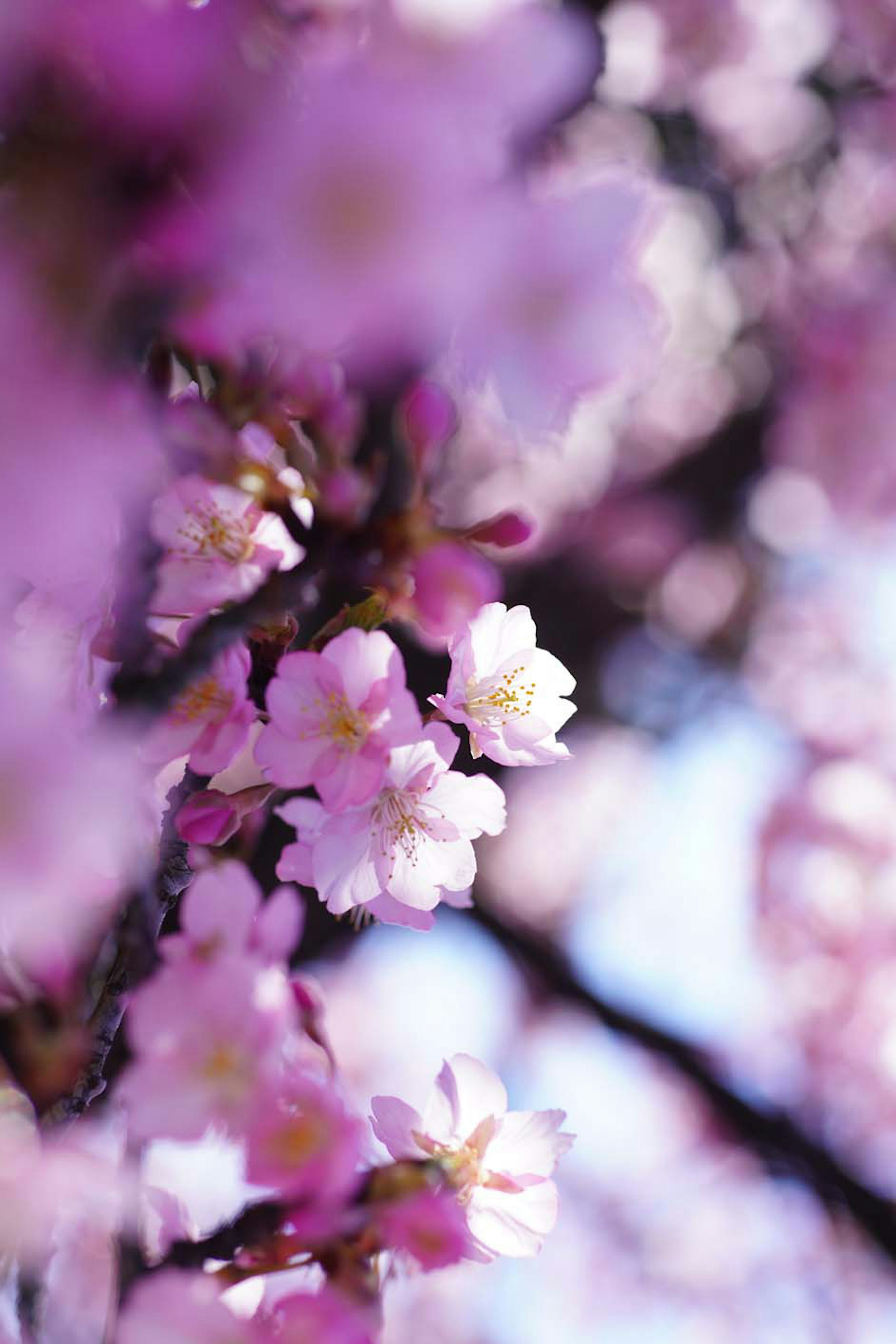 Acercamiento de ramas de cerezo con pétalos rosa suaves