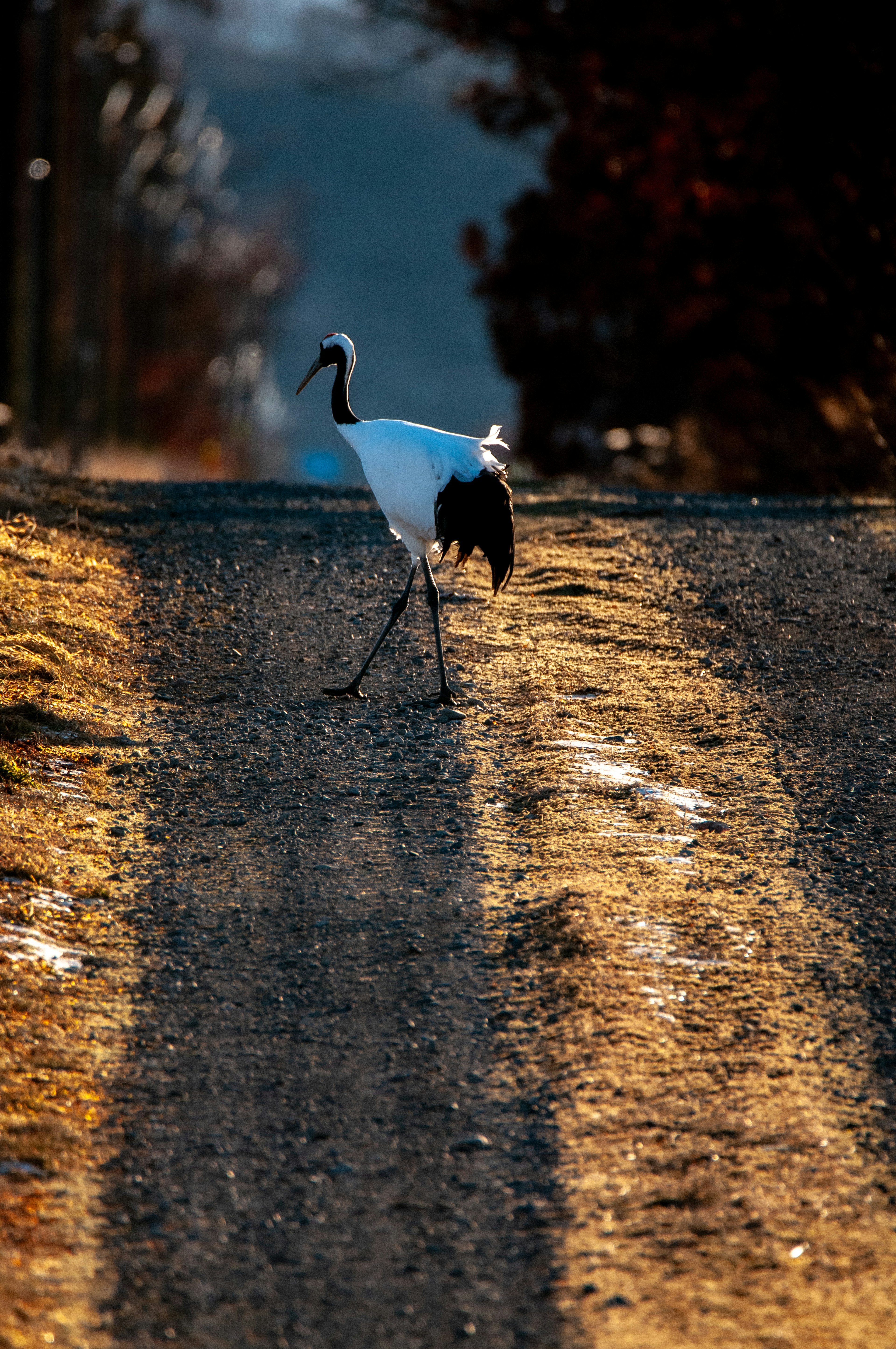 Una grúa blanca caminando por un camino de grava a la luz del atardecer