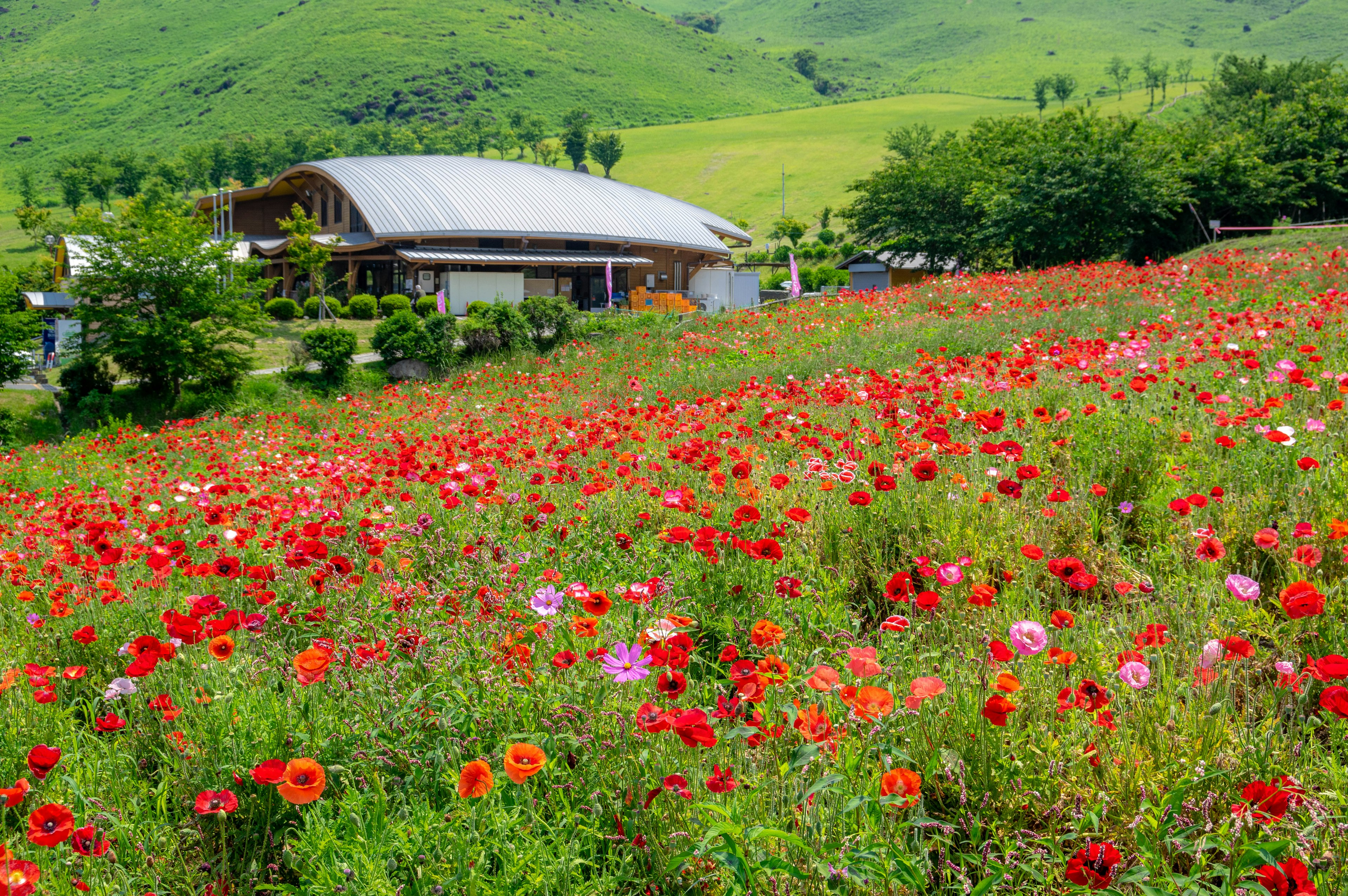 Un campo de flores coloridas con una casa de fondo y colinas verdes