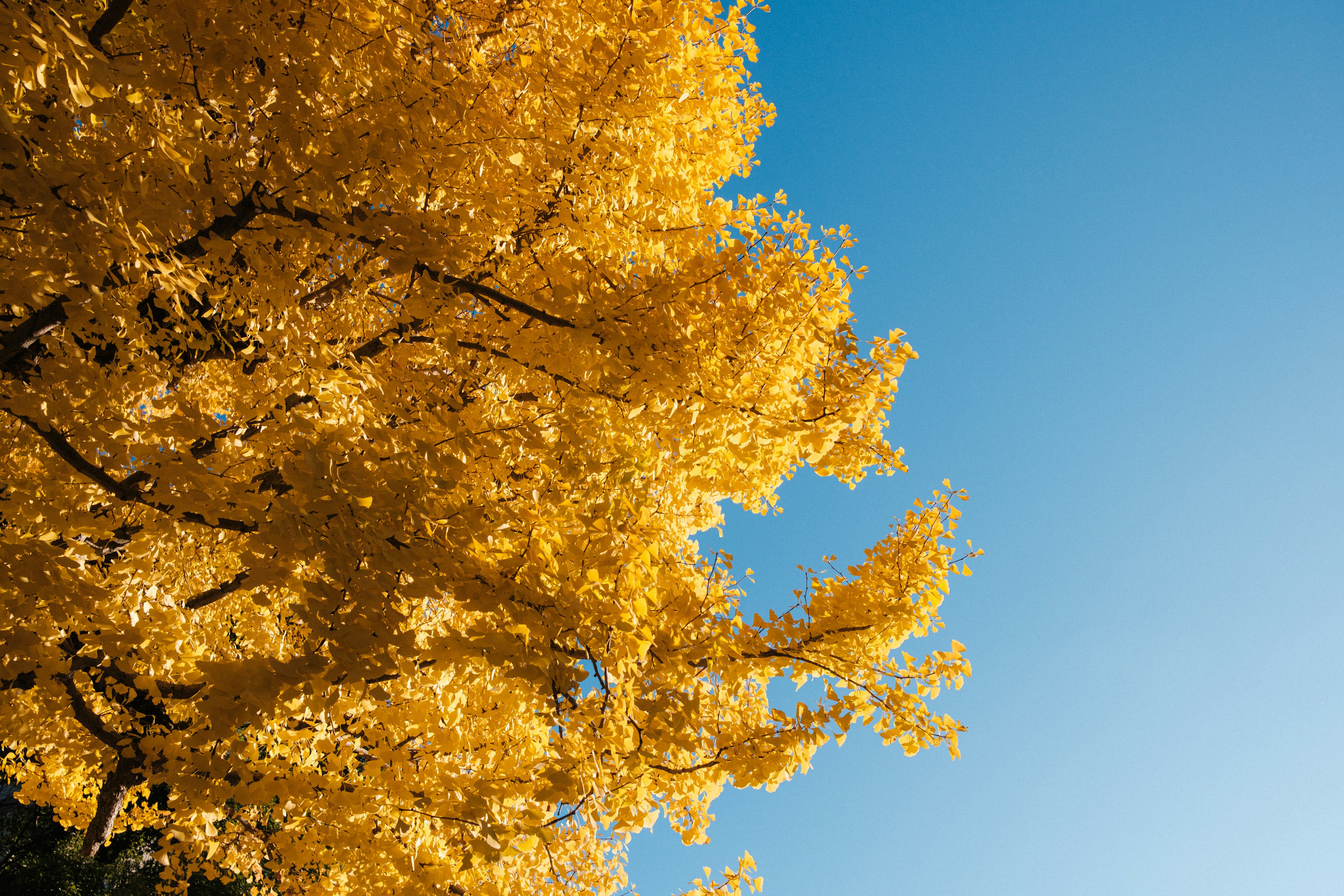 Albero con foglie gialle vivaci sotto un cielo blu