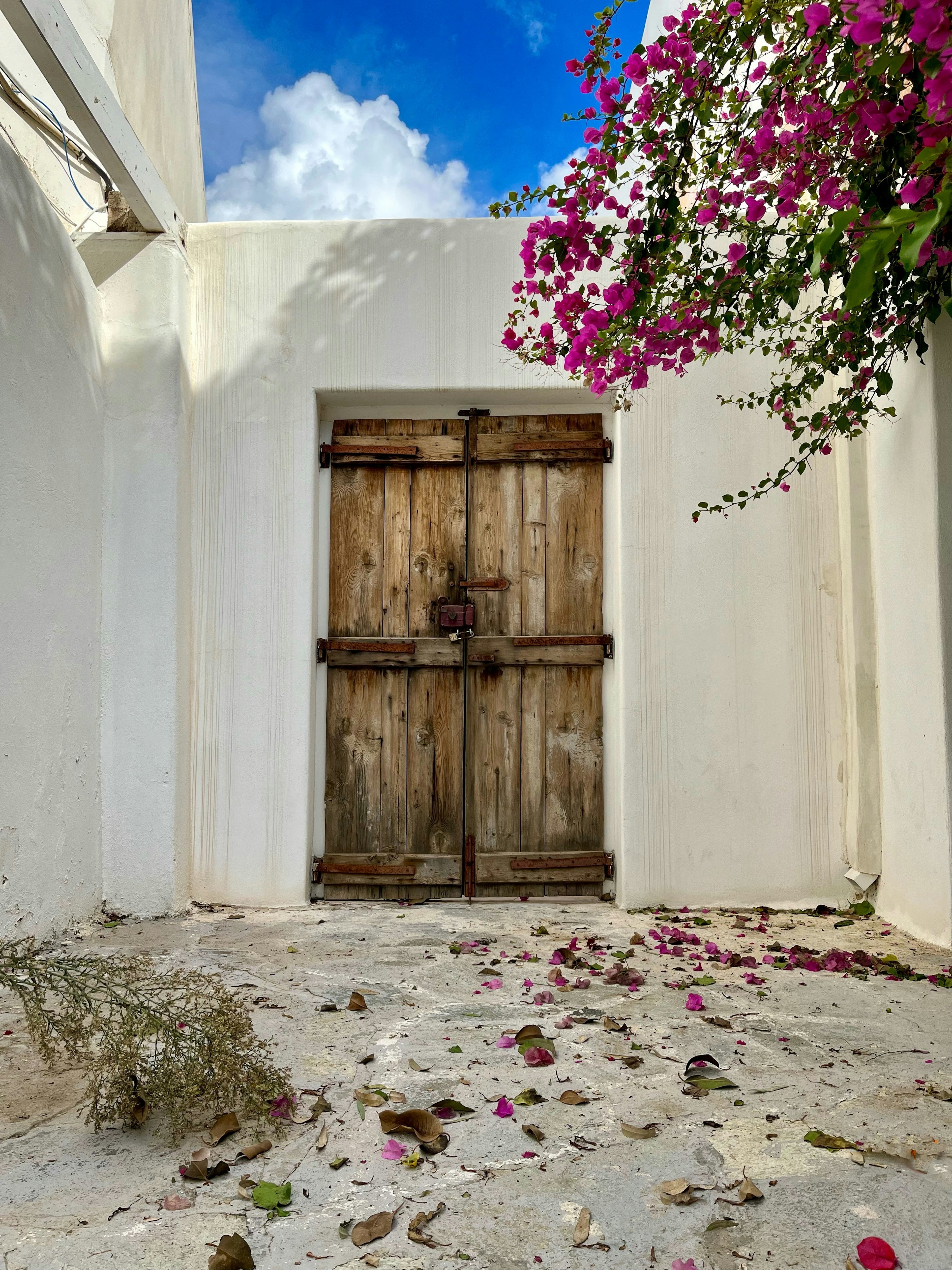 Pintu kayu dikelilingi dinding putih dengan bougainvillea yang cerah