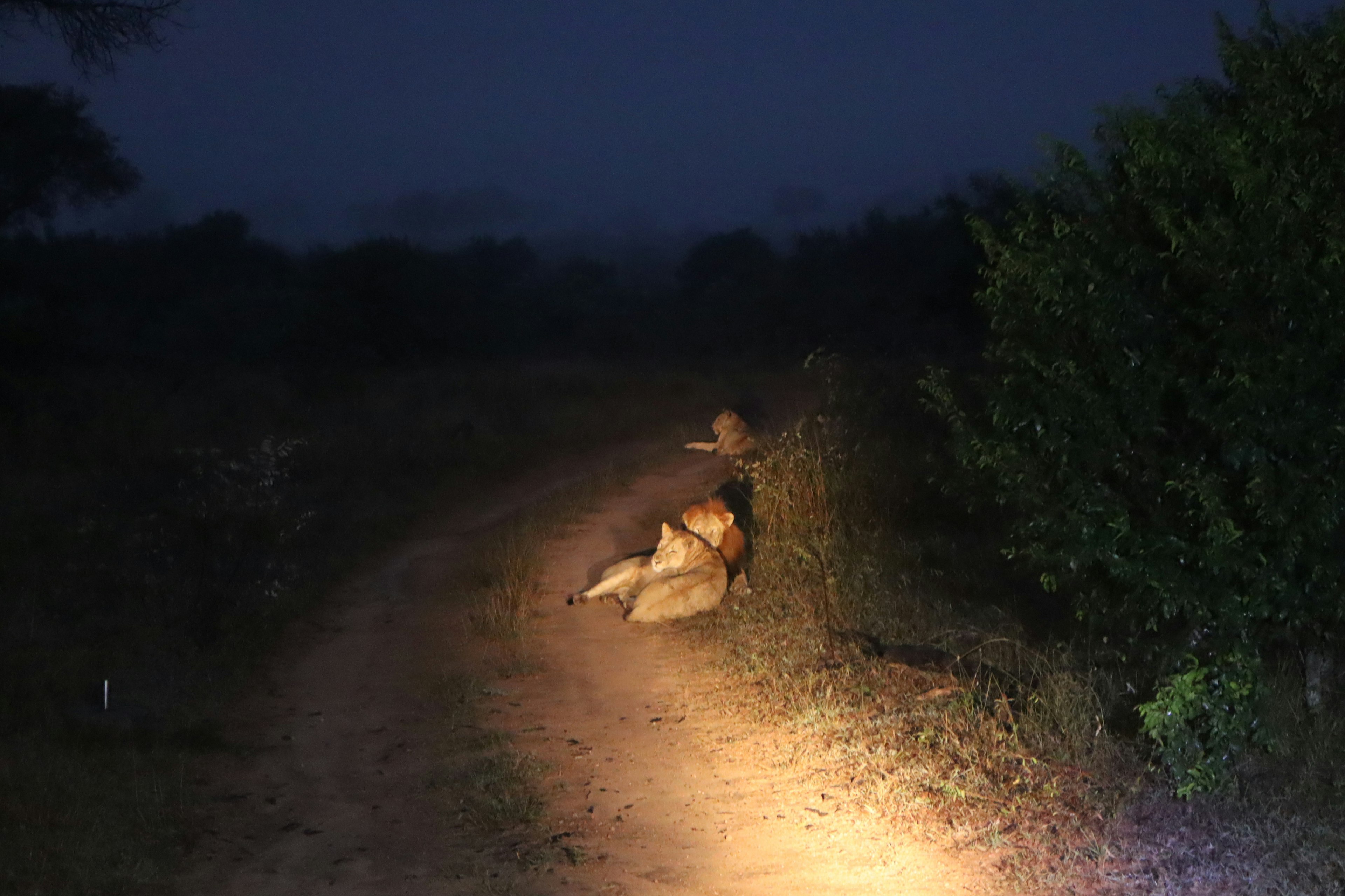 Un grupo de leones descansando en un camino de tierra por la noche