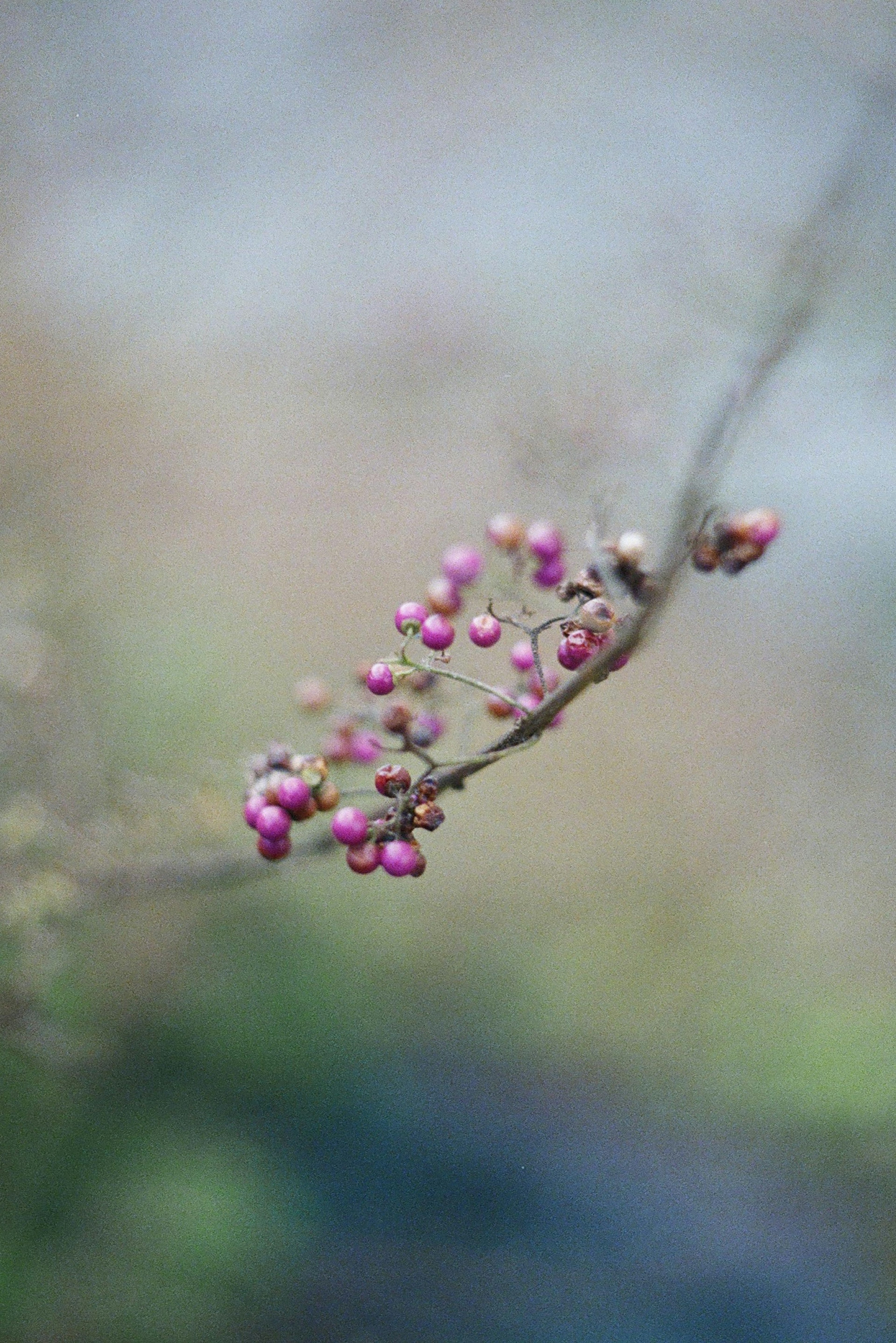 Ein Ast mit kleinen lila Beeren vor unscharfem Hintergrund