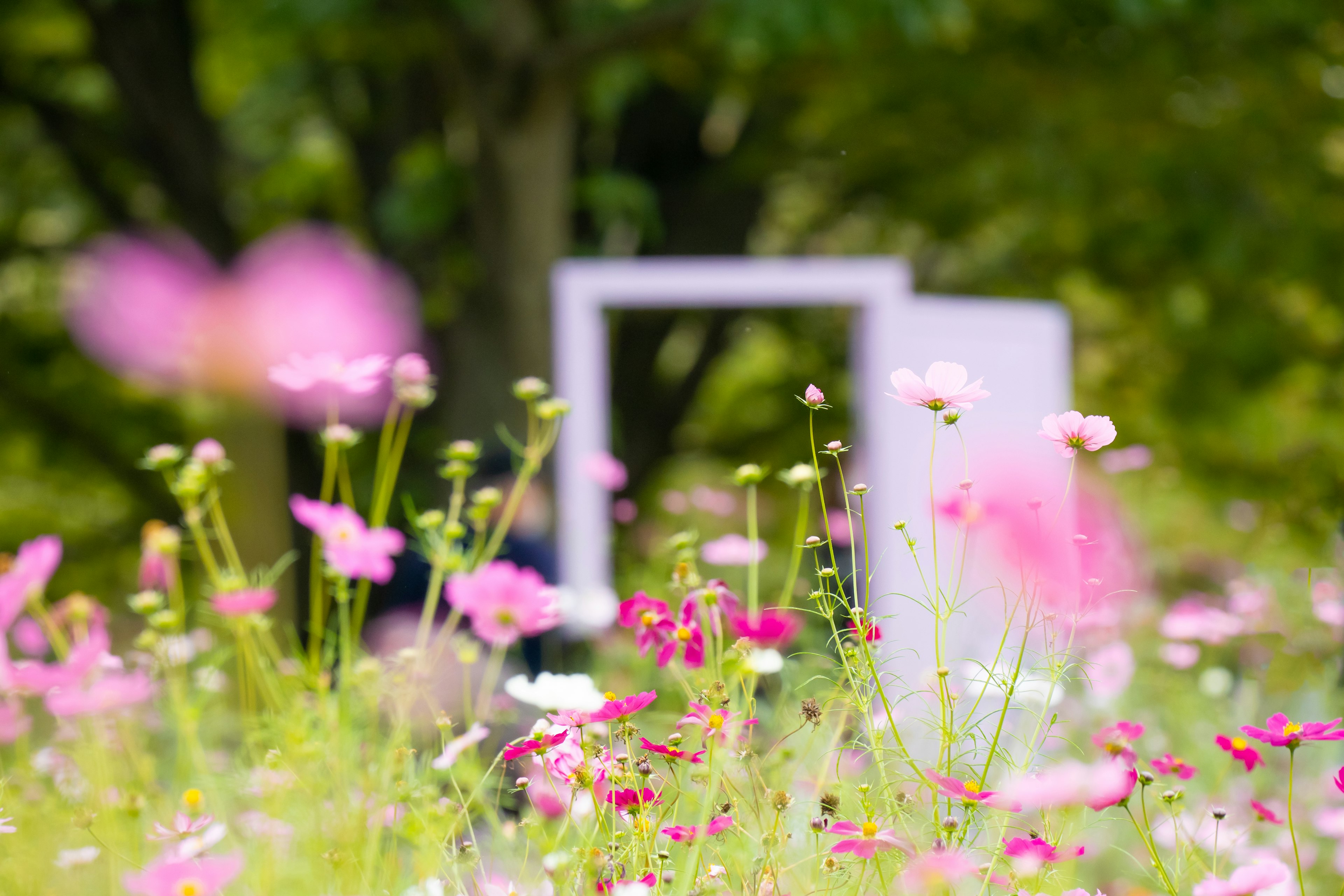 Un campo de flores con flores rosas y un marco blanco al fondo