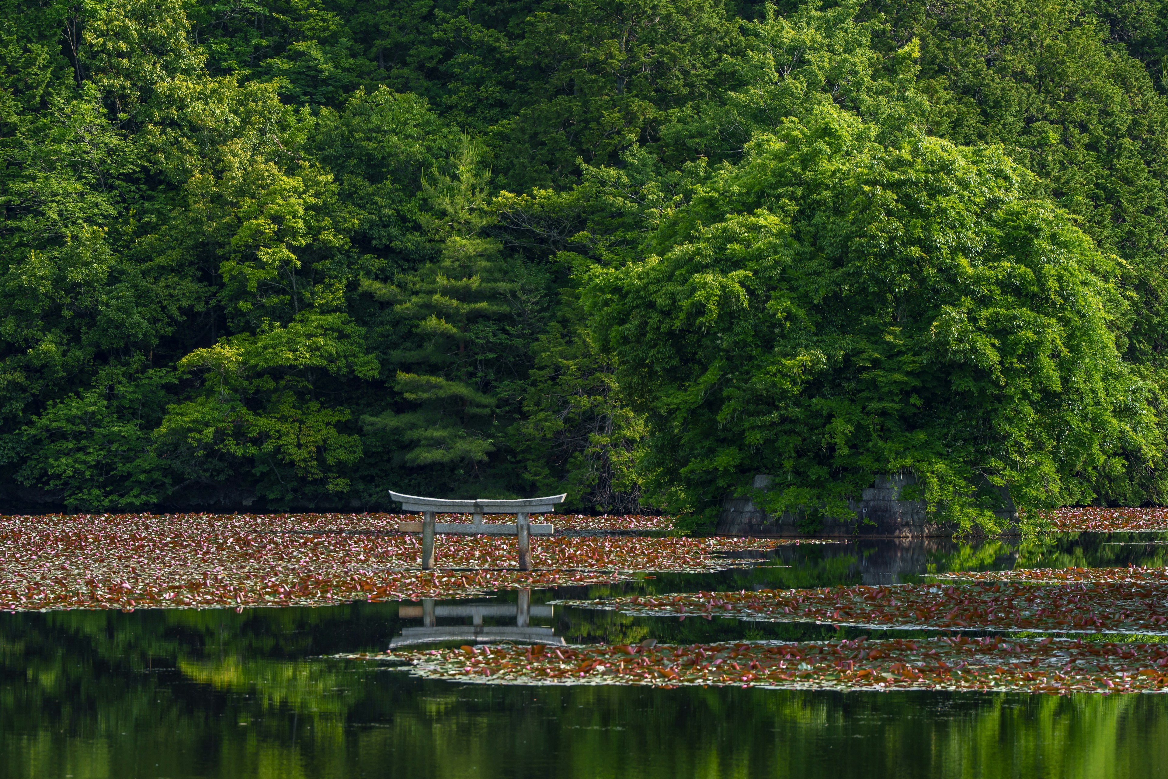 Paysage de mare tranquille entouré d'une verdure luxuriante Des nénuphars flottent à la surface de l'eau avec un torii au bord