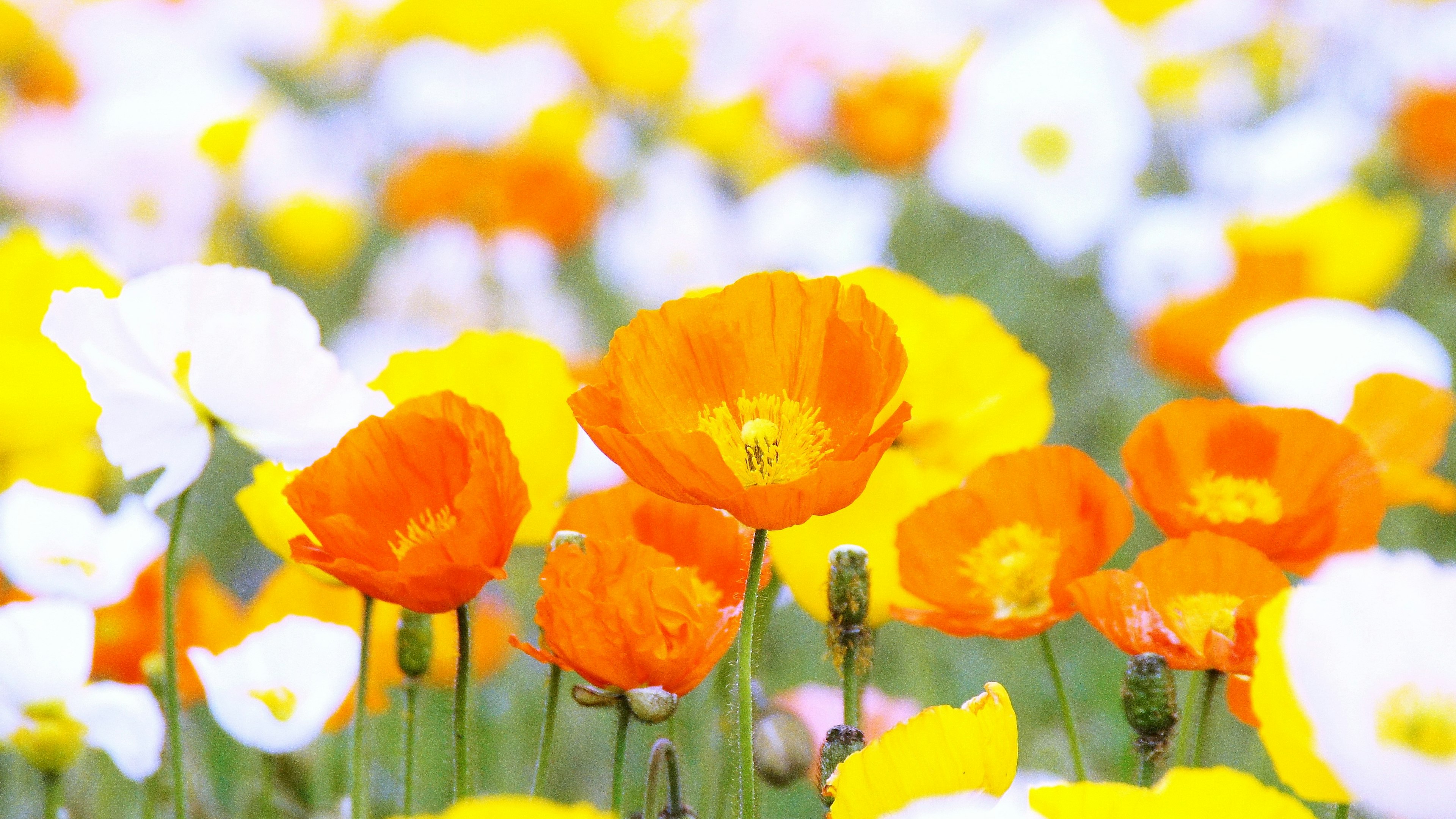 Lebendiges Blumenfeld mit auffälligen orangefarbenen und gelben Blüten