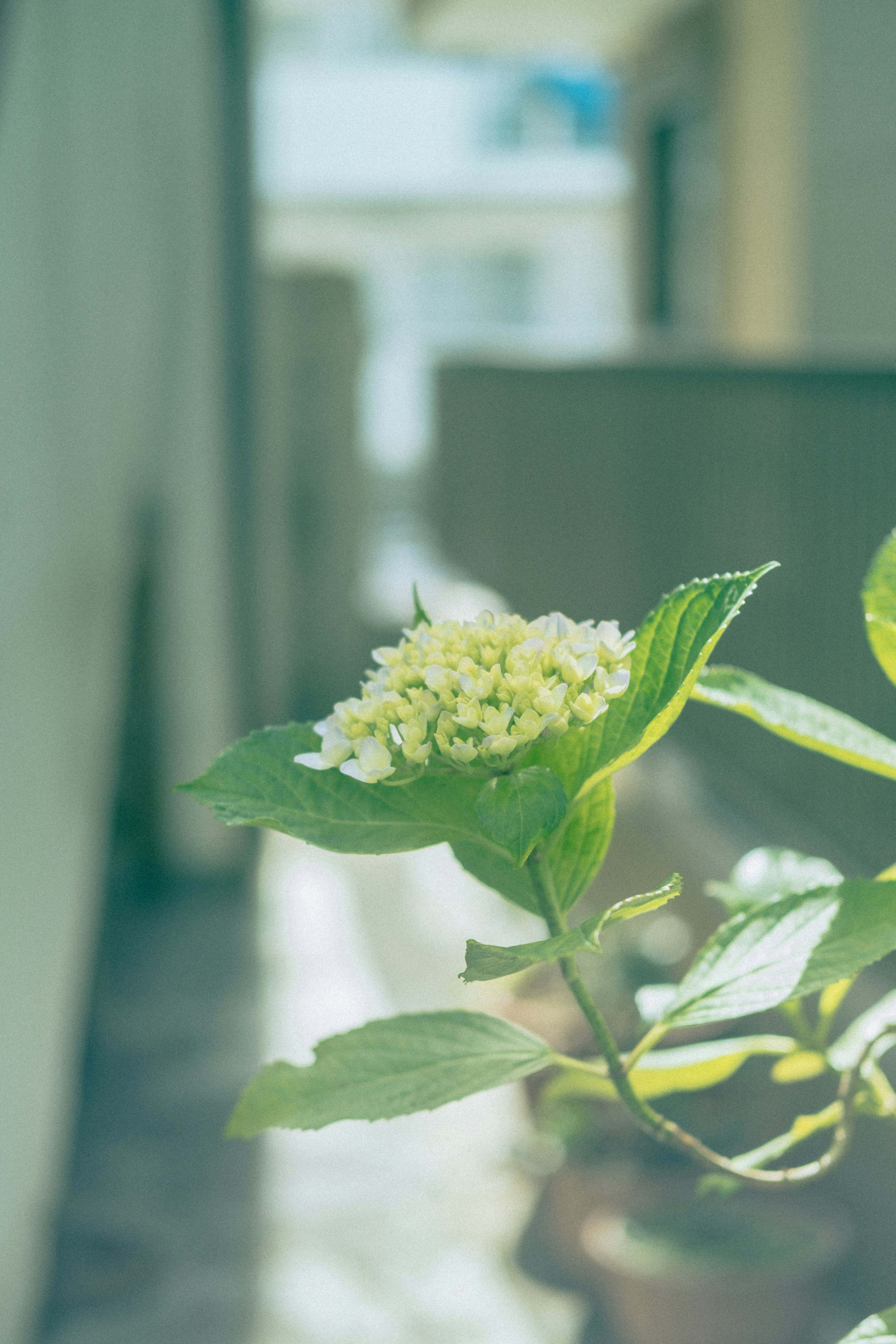 緑の葉と黄色い花が特徴の植物が、ぼんやりした背景の中にある