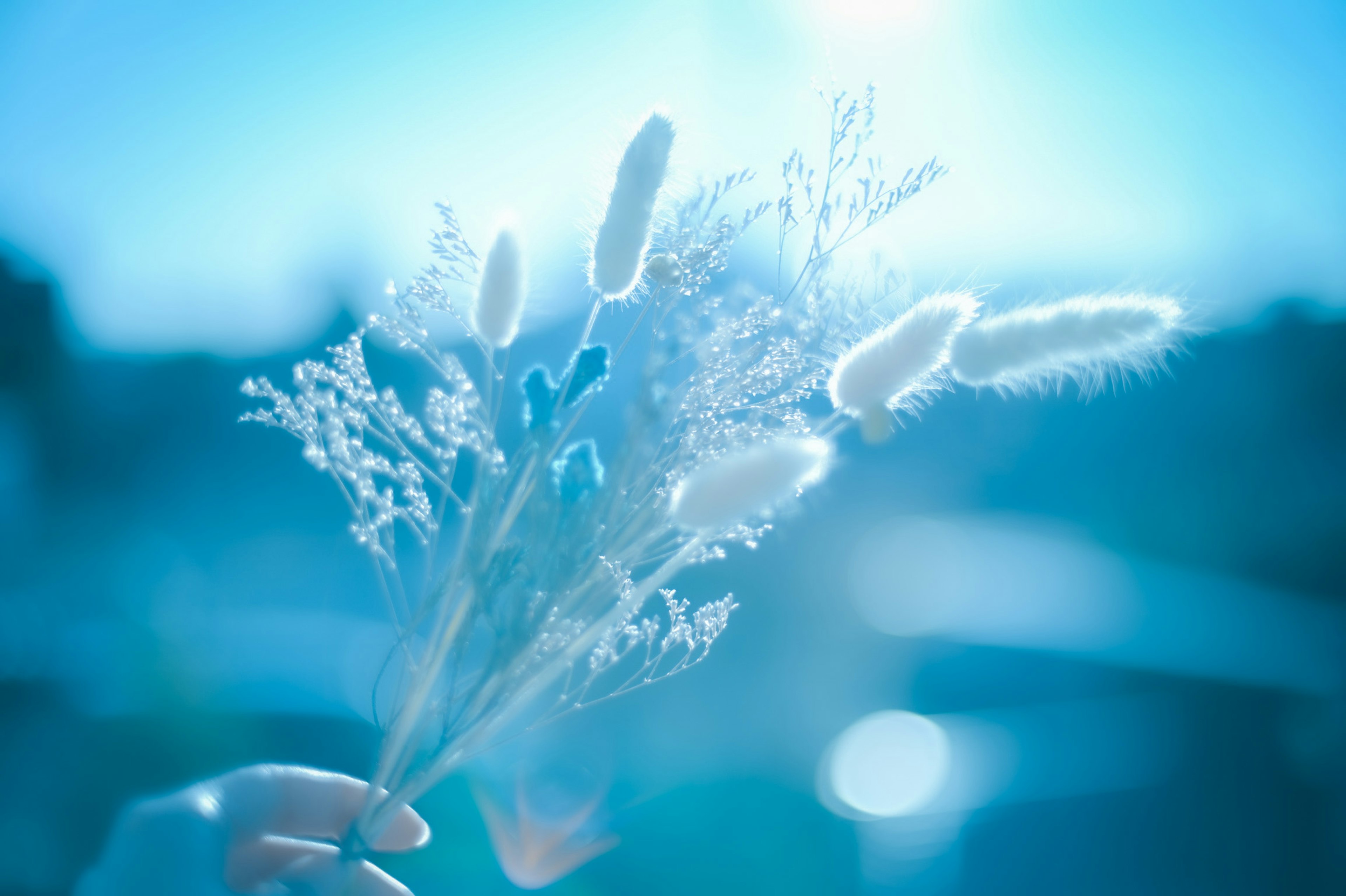 Una mano che tiene un bouquet di fiori bianchi su sfondo blu