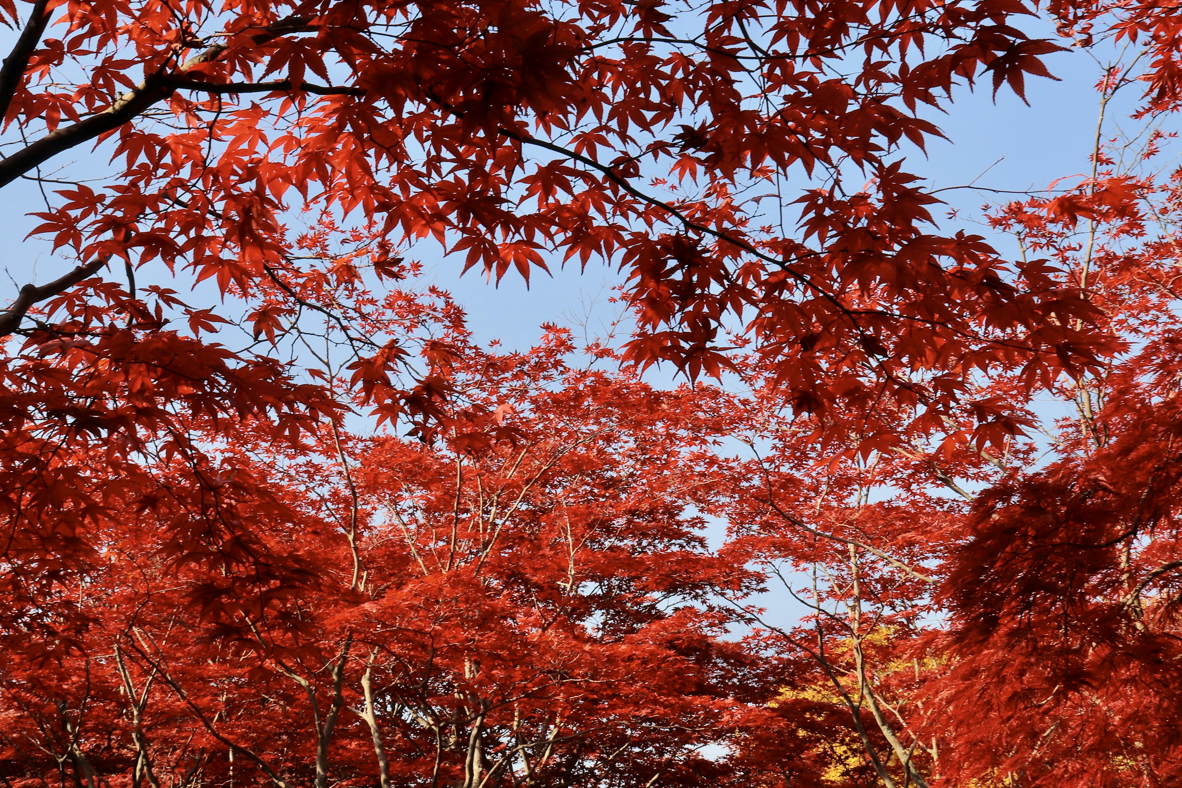 Scena autunnale con foglie di acero rosse vivaci contro un cielo blu chiaro